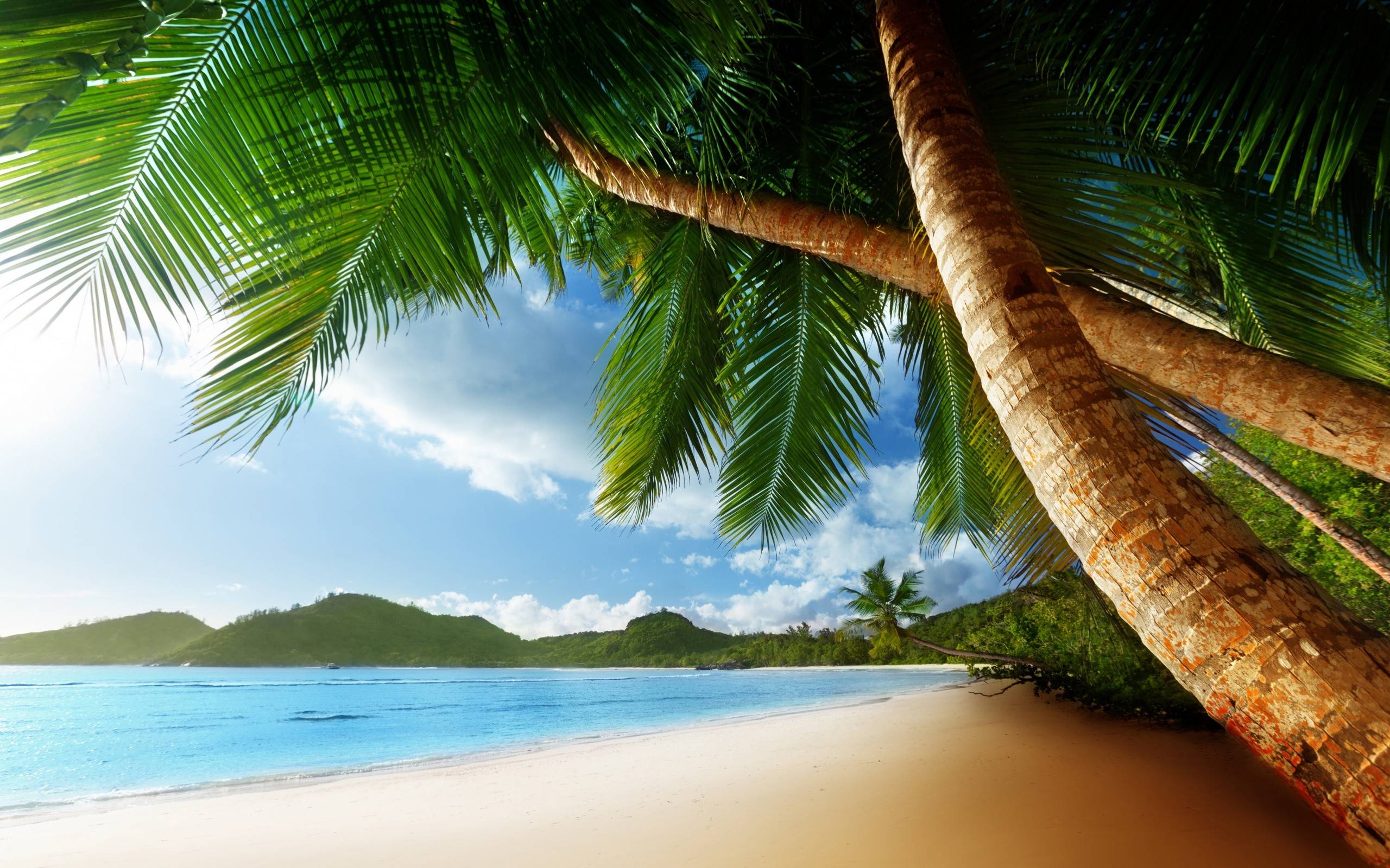 Palm Tree Beach Background , HD Wallpaper & Backgrounds