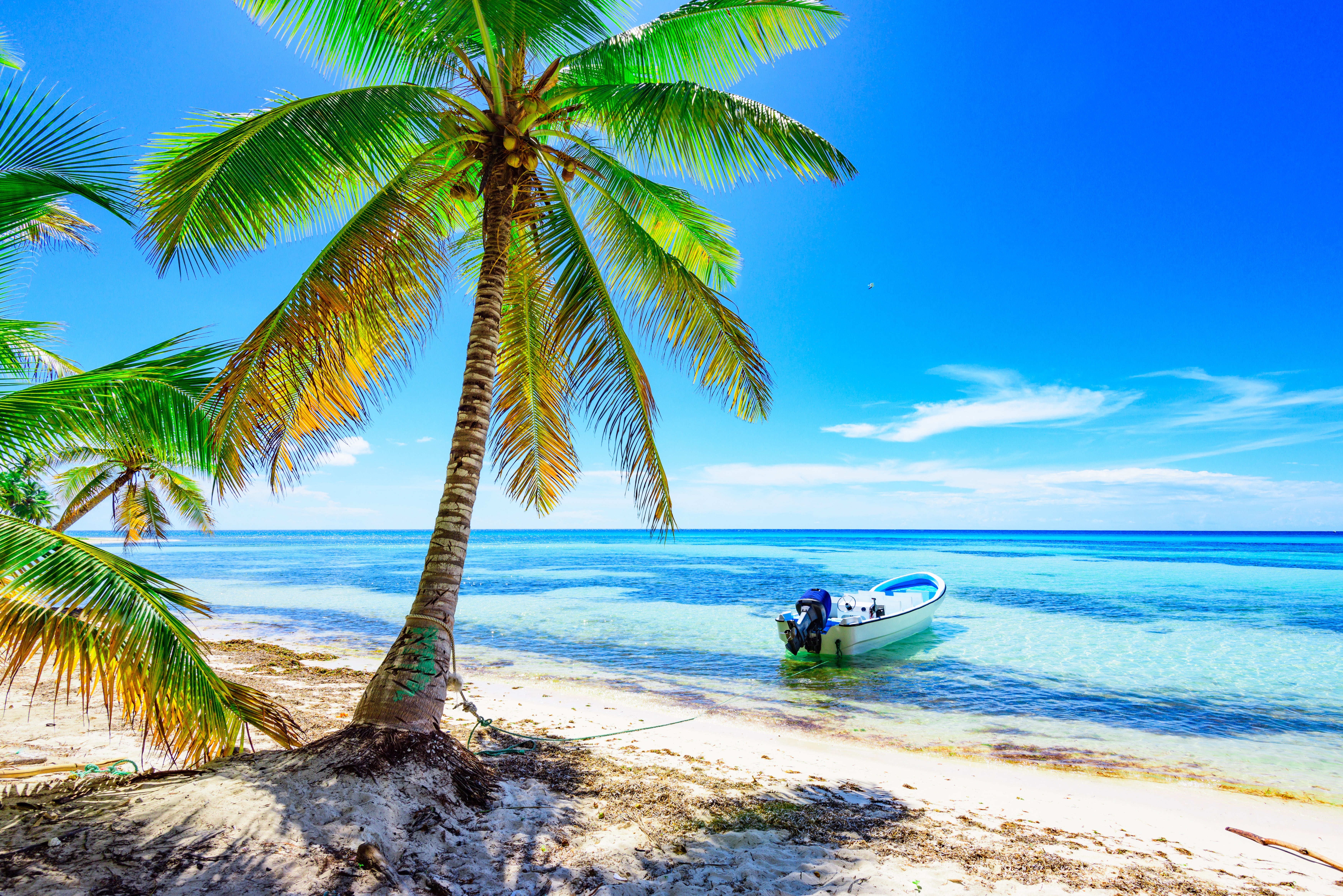 Palm Tree Wallpaper, Sand, Sea, Beach, The Sun, Palm , HD Wallpaper & Backgrounds