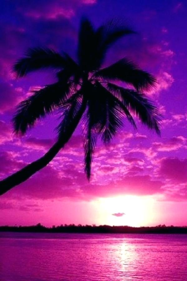 Pink Palm Tree Wallpaper Purple Tree Wallpaper Tree - Palm Tree Purple Sunset , HD Wallpaper & Backgrounds