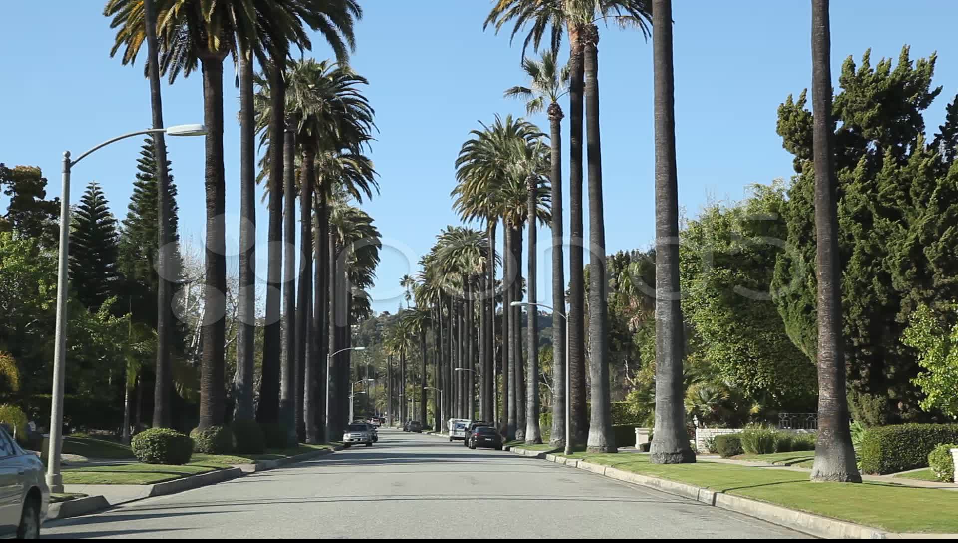 California Palm Trees Wallpaper - Los Angeles Palm Tree Road , HD Wallpaper & Backgrounds