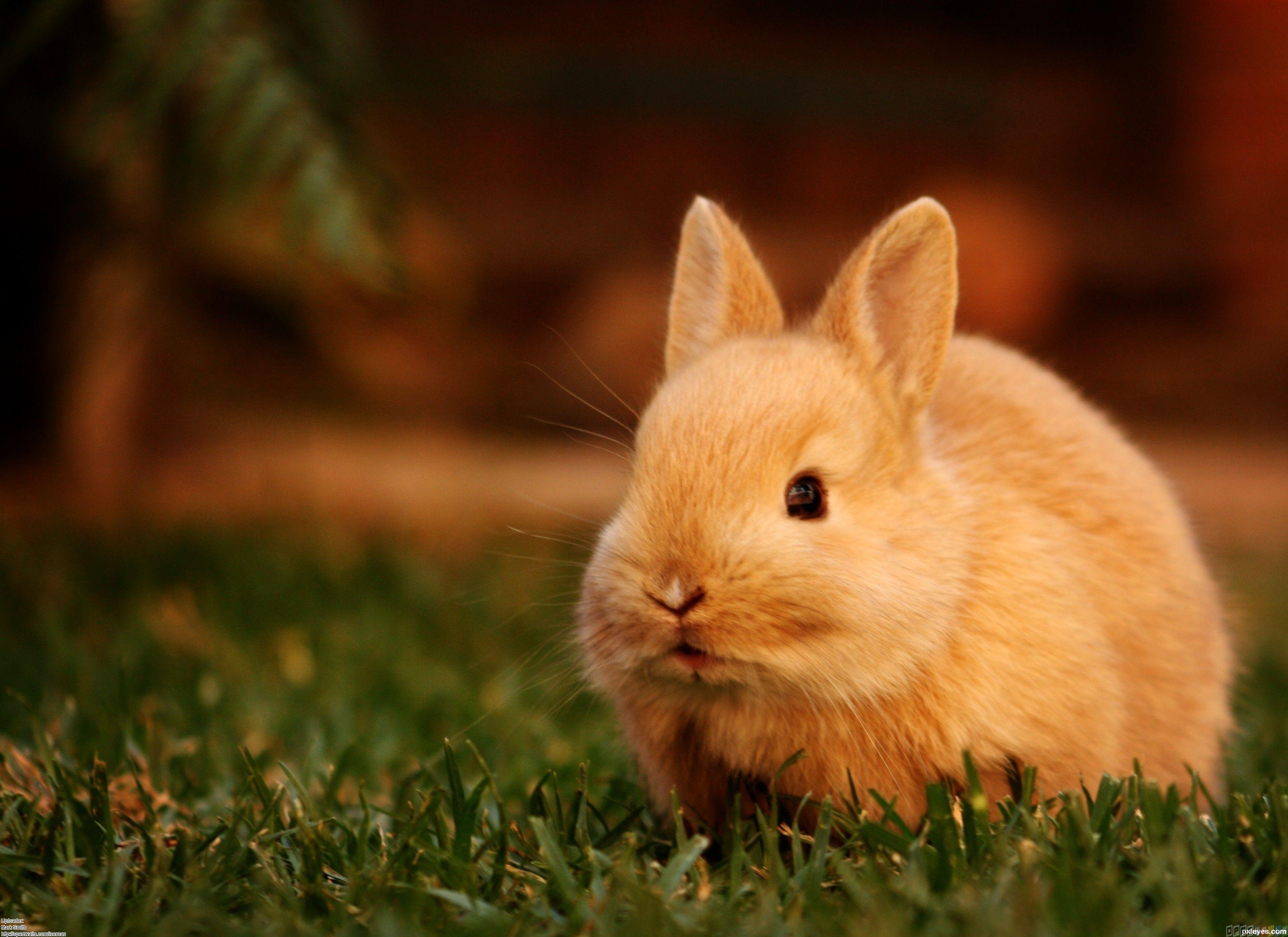 Cute Bunny Wallpaper Hd - Bunny Wallpaper Hd , HD Wallpaper & Backgrounds