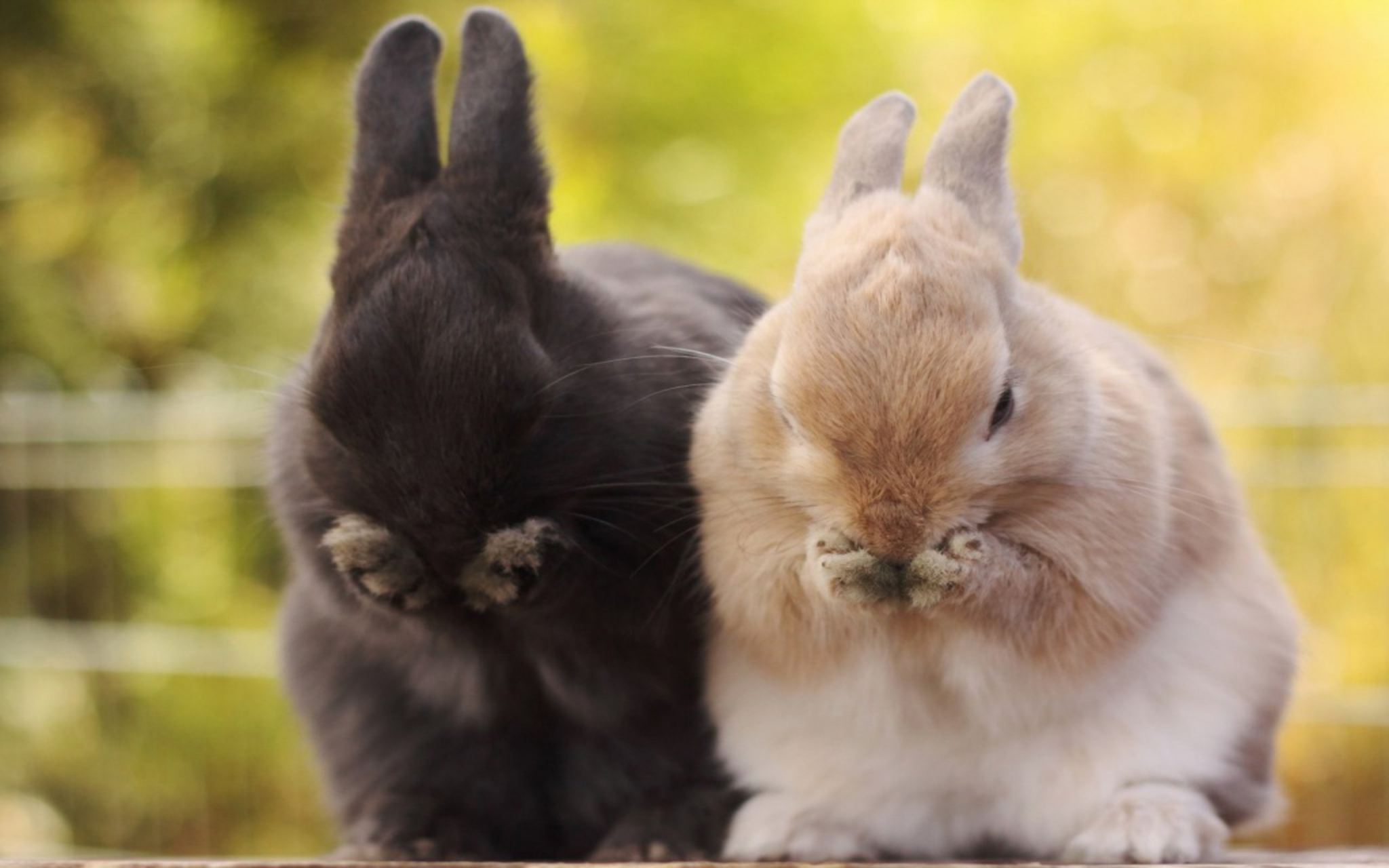 Bunny Wallpaper Pack 1080p Hd - Black And Brown Rabbits , HD Wallpaper & Backgrounds