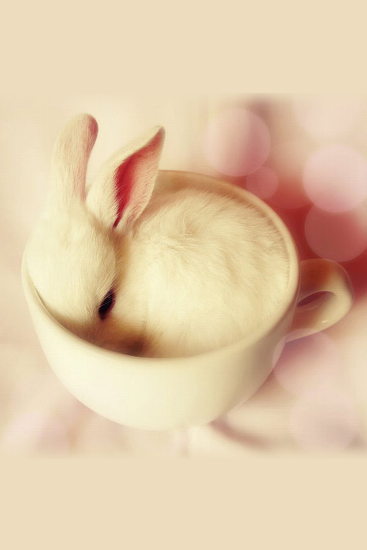 Cute Bunny Mug Android Wallpaper - Cute Android Wallpaper Hd , HD Wallpaper & Backgrounds