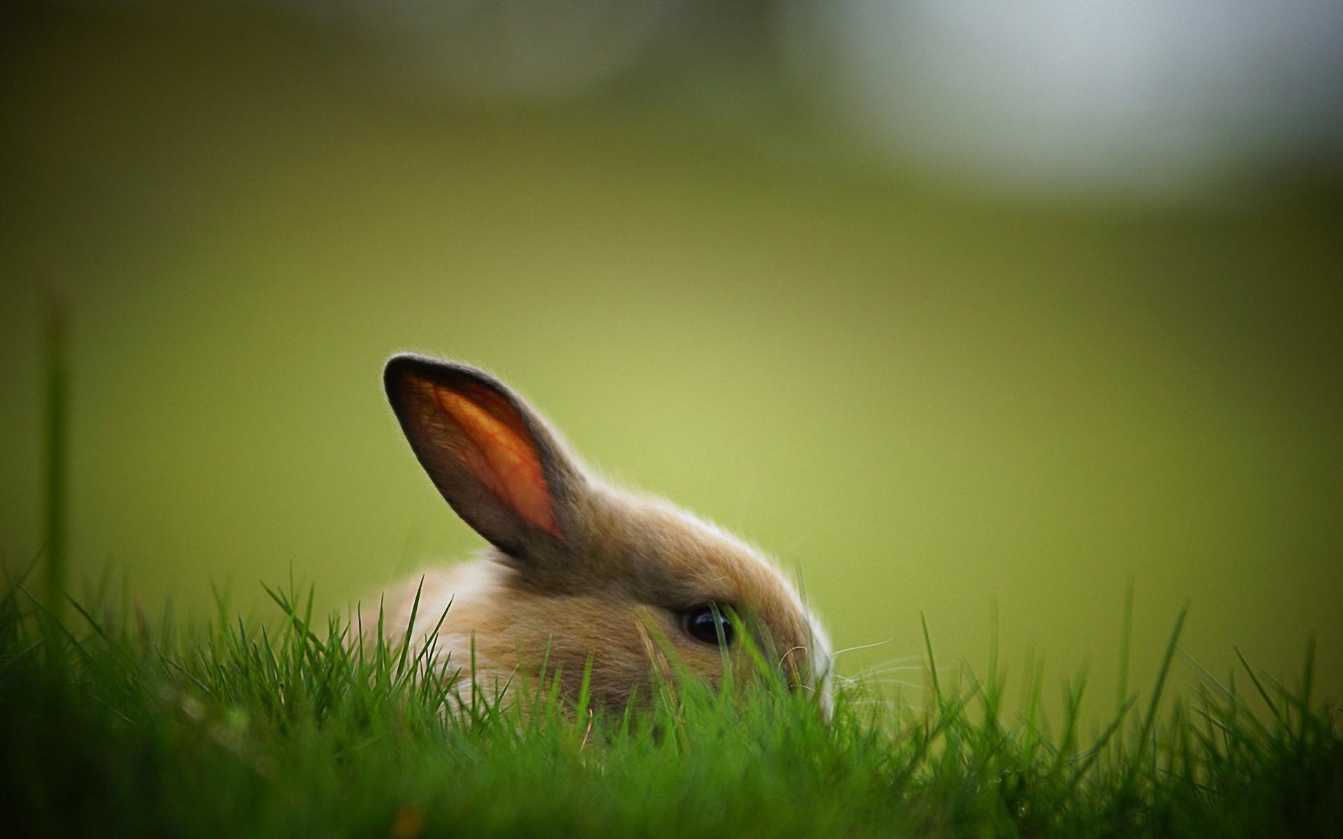 0 Rabbit Hd Wallpapers Backgrounds Rabbit Hd Wallpapers - Cute Bunny , HD Wallpaper & Backgrounds