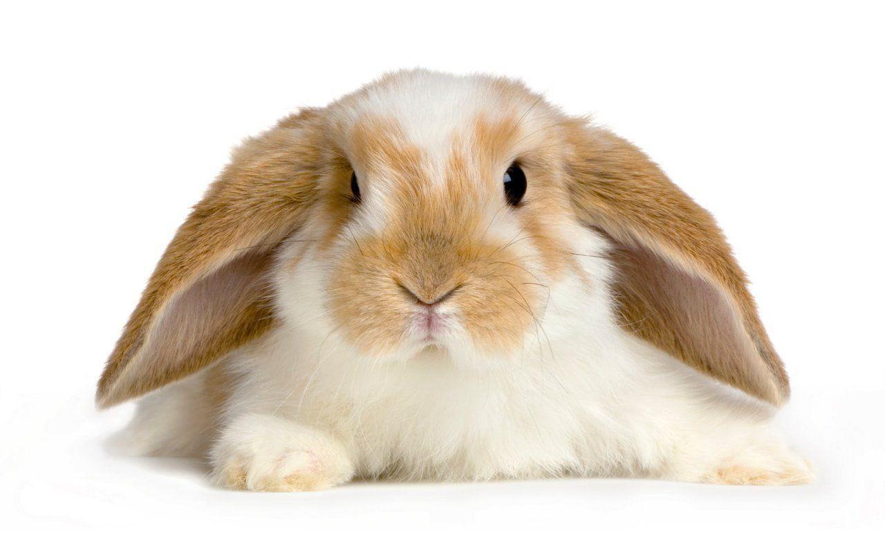 Cute Baby Bunnies Wallpaper Hd Desktop 9 Hd Wallpapers - Cute Rabbit Png , HD Wallpaper & Backgrounds