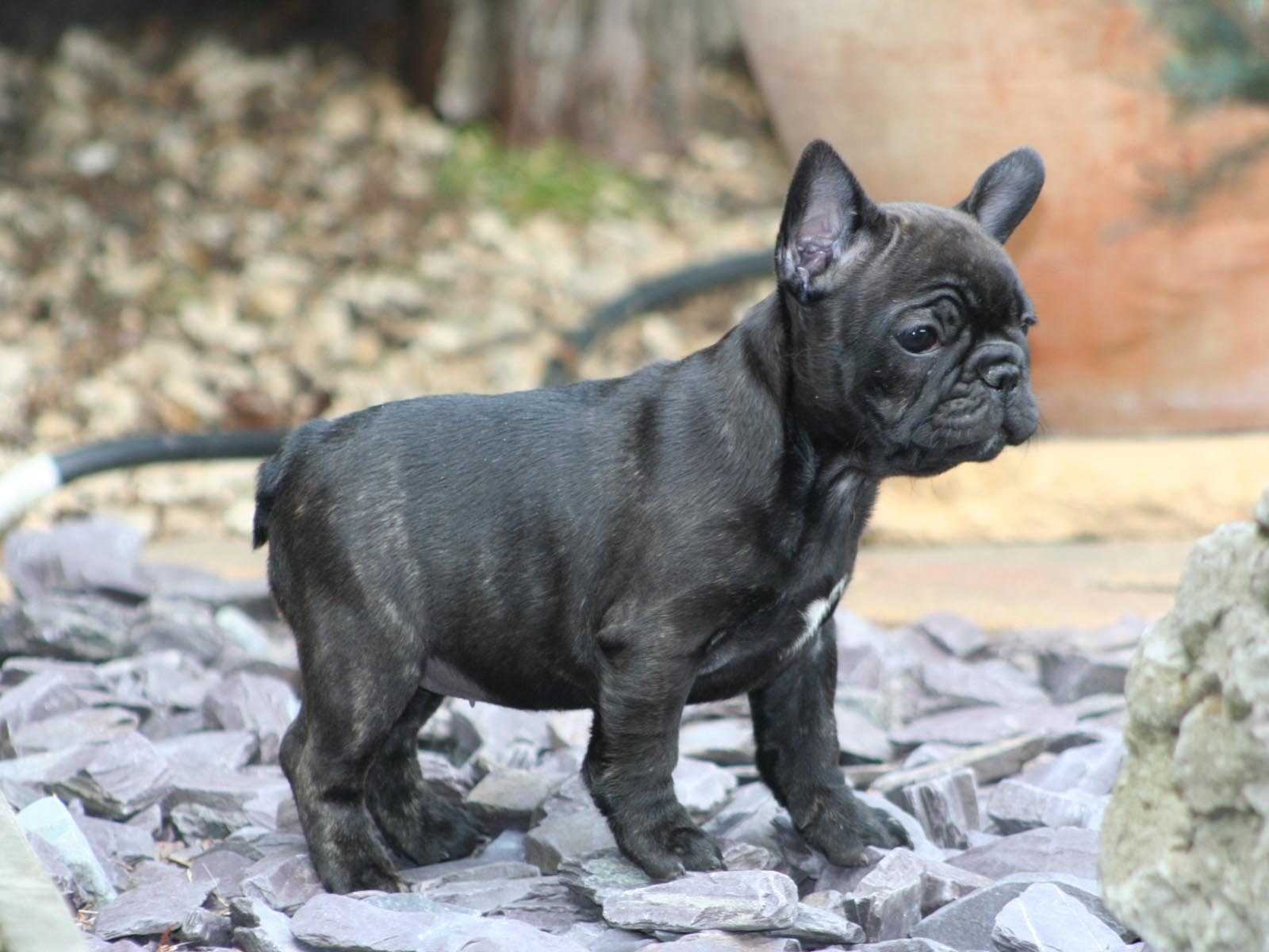 Droll Bulldog French Bulldog Mix