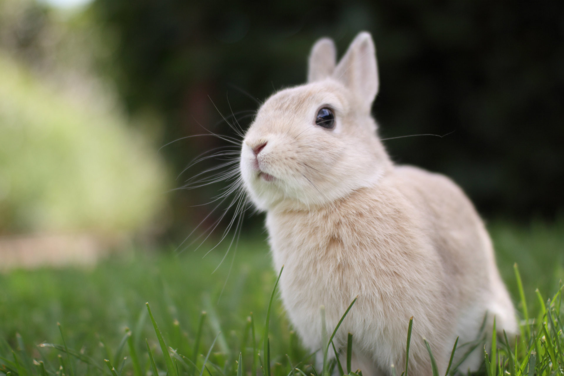 Cute Rabbit Wallpapers - Rabbit Images Hd , HD Wallpaper & Backgrounds