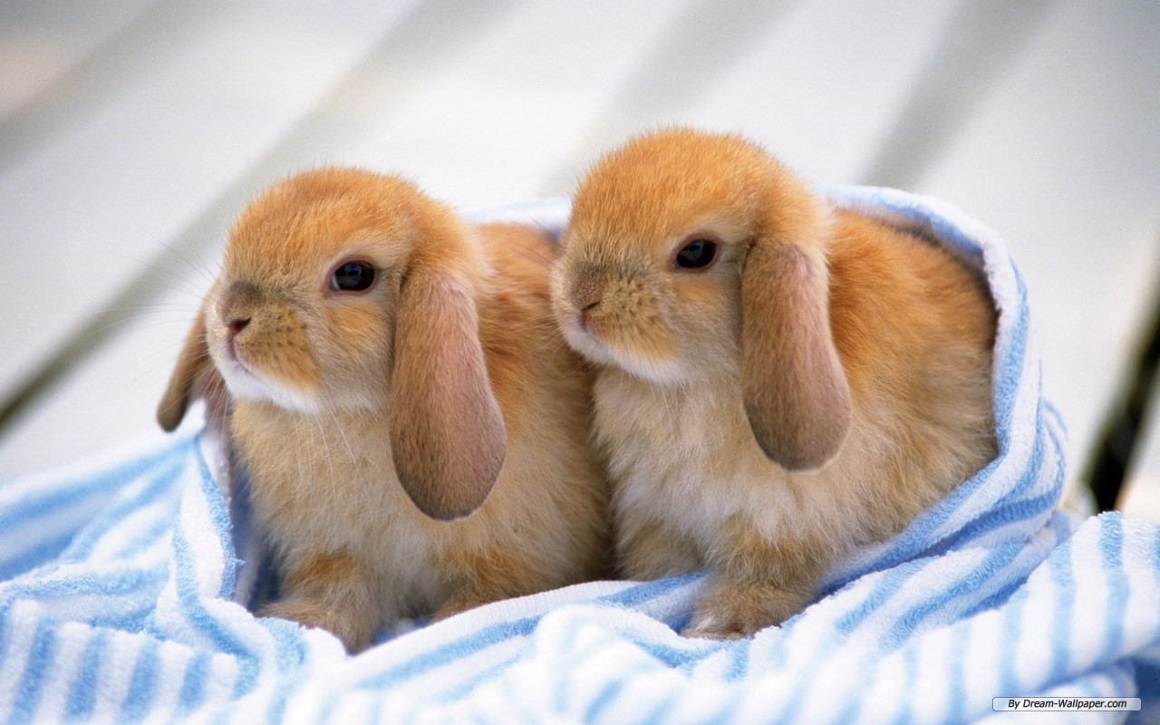 Bunnies Cute Wallpaper Iphone - Baby Bunnies , HD Wallpaper & Backgrounds