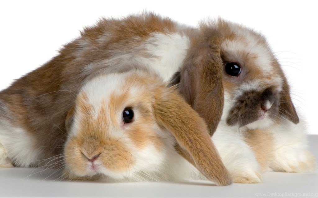 Download The Cuddling Bunnies Wallpaper, Cuddling Bunnies - Two Lop Eared Bunnies , HD Wallpaper & Backgrounds
