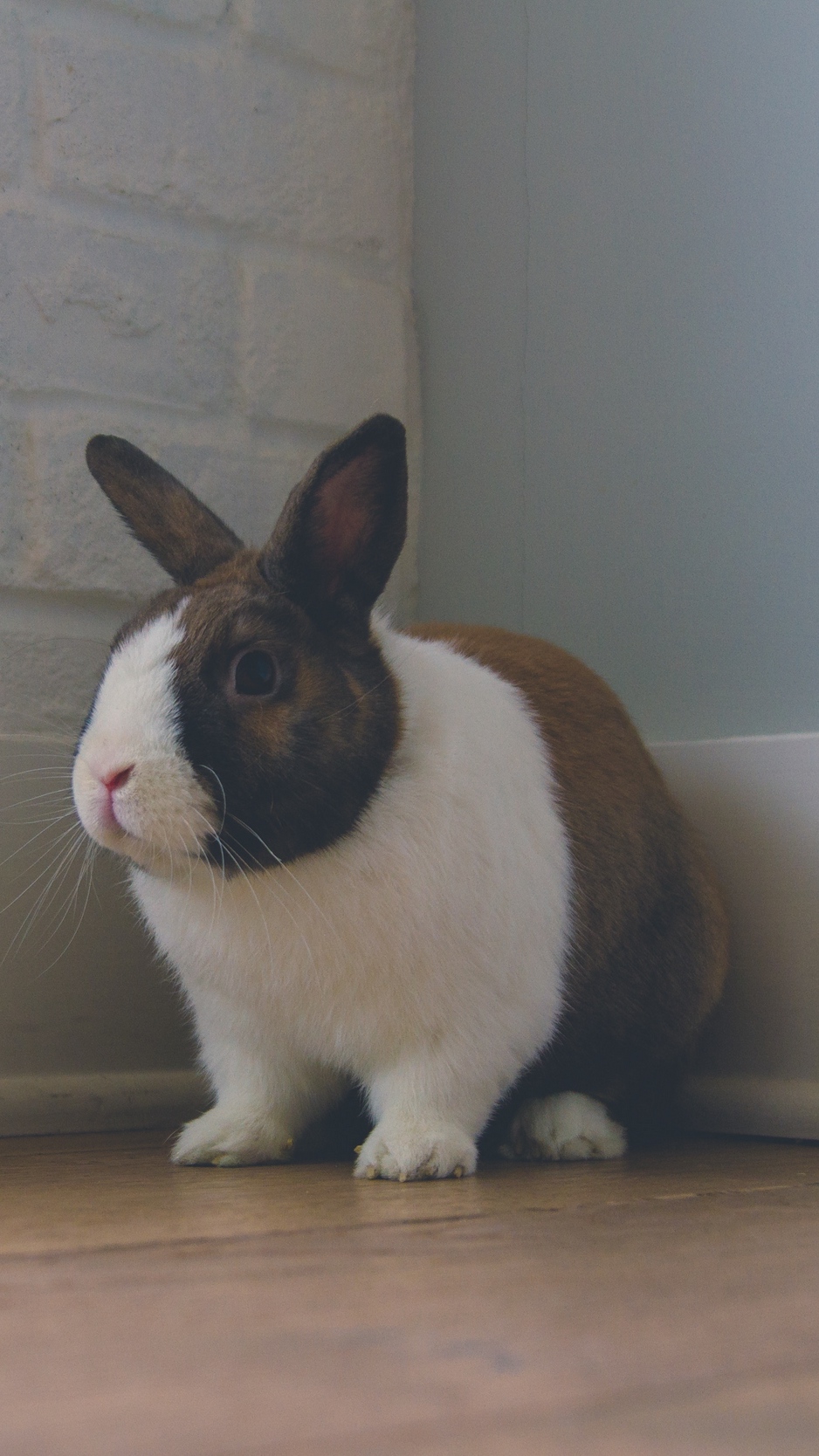 Wallpaper Rabbit, Ears, Cute - Wallpaper , HD Wallpaper & Backgrounds