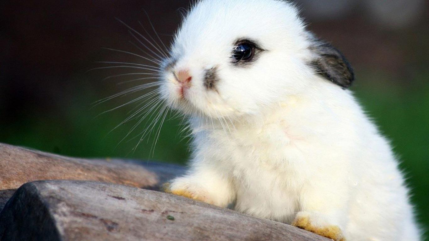 Hd Wallpapers Cute Bunny Wallpaper Wallpaper - Cute Baby Arctic Hare , HD Wallpaper & Backgrounds
