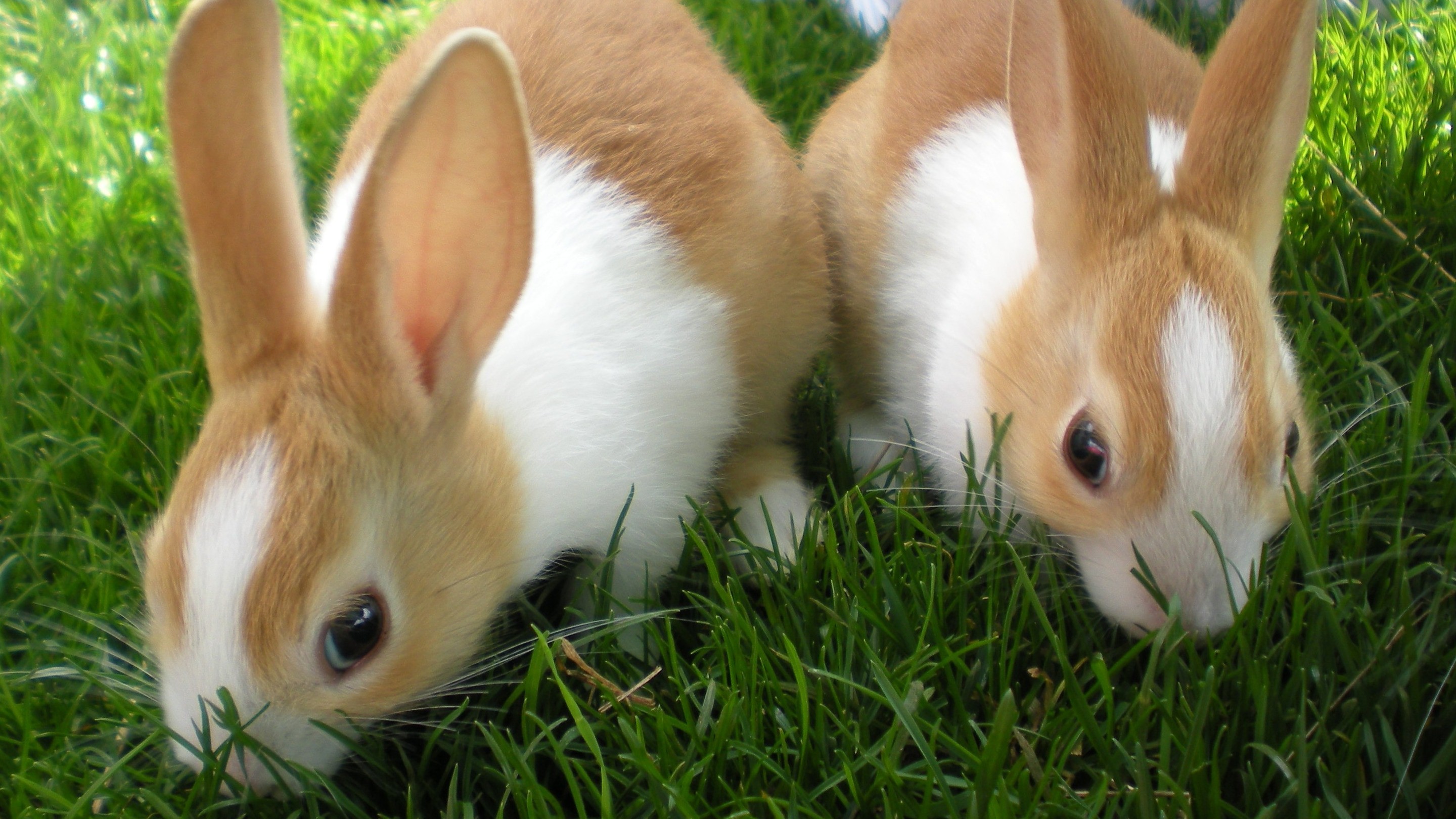 Photo Of 2 Lovely Rabbit - Full Hd Lovely Rabbit , HD Wallpaper & Backgrounds