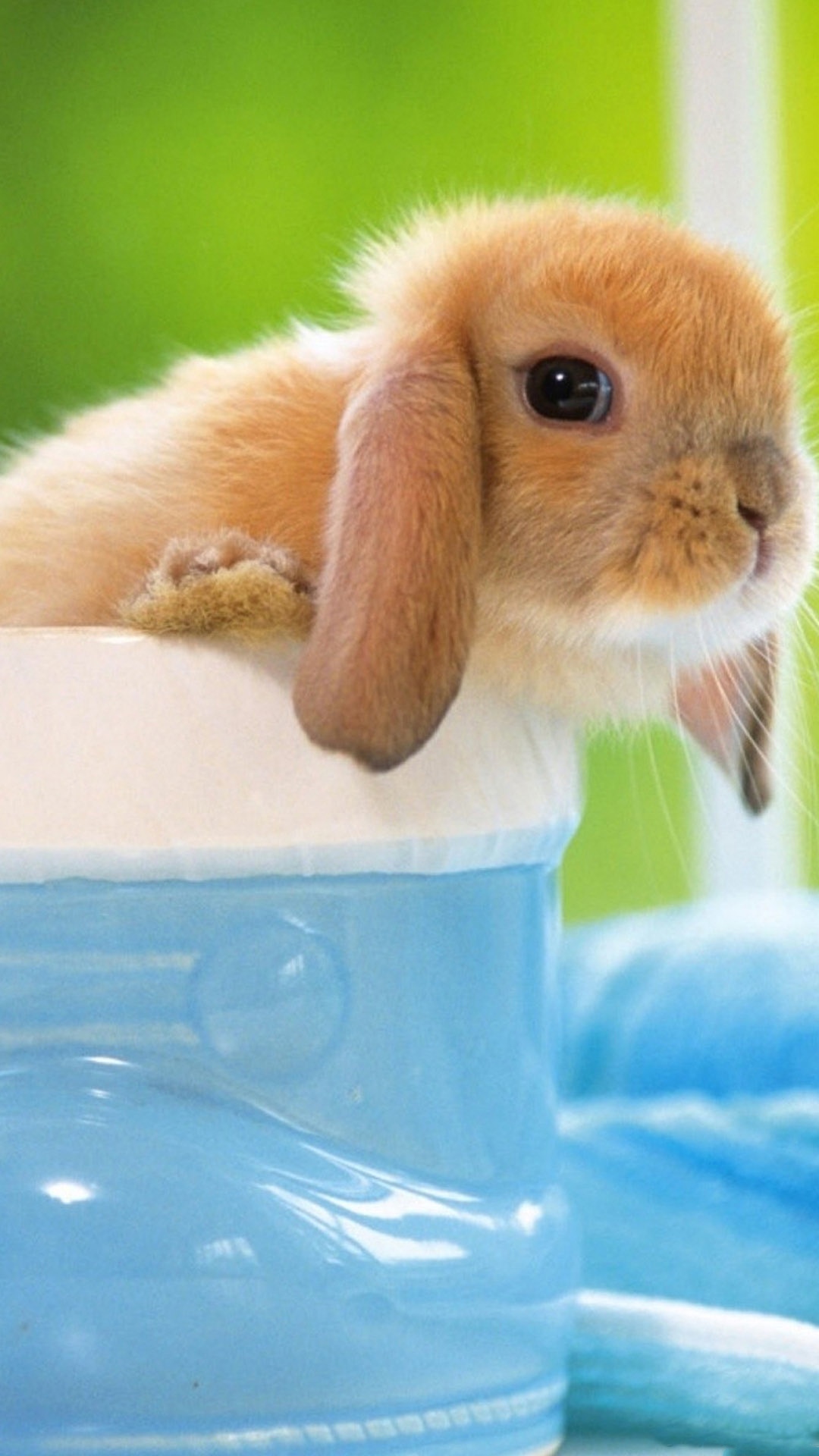 Cute Bunny Iphone 6 Plus Hd Wallpaper - Cute Baby Bunnies In A Cup , HD Wallpaper & Backgrounds
