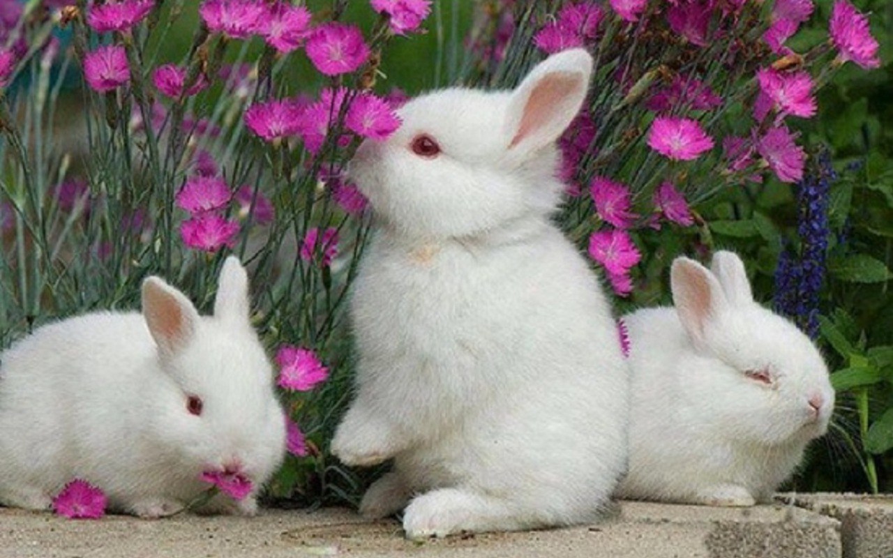 Cute Rabbit Wallpaper 47 Image Collections Of Wallpapers - Bunnies In Flowers , HD Wallpaper & Backgrounds