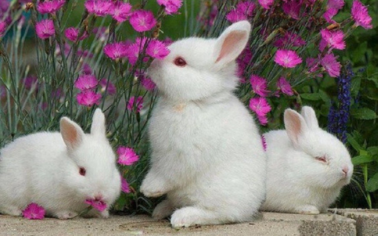 Cute Rabbit Wallpaper 47 Image Collections Of Wallpapers Bunnies In Flowers Hd Wallpaper Backgrounds Download