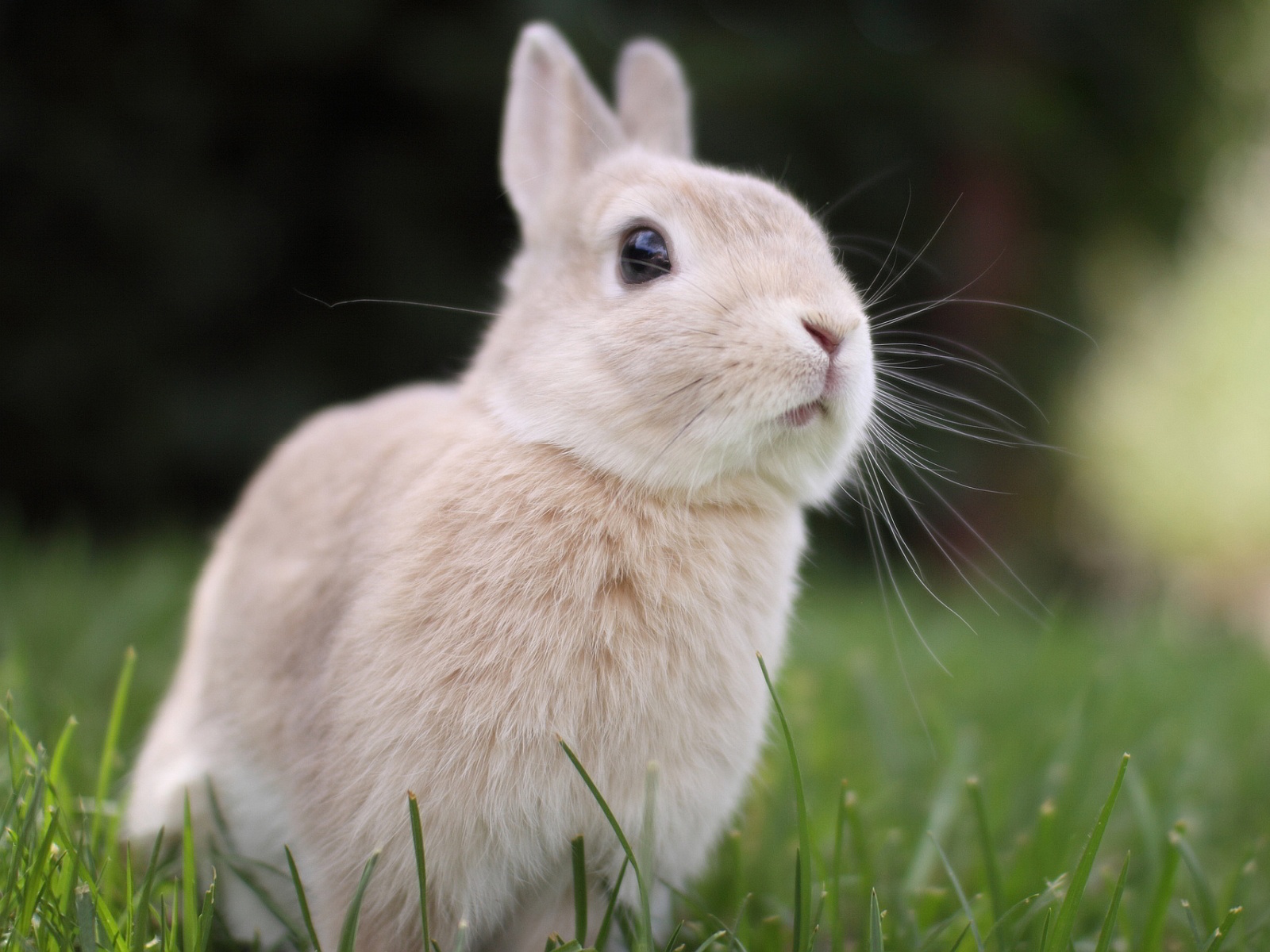 Cute Bunny Pictures - Hard Truths From Animals , HD Wallpaper & Backgrounds