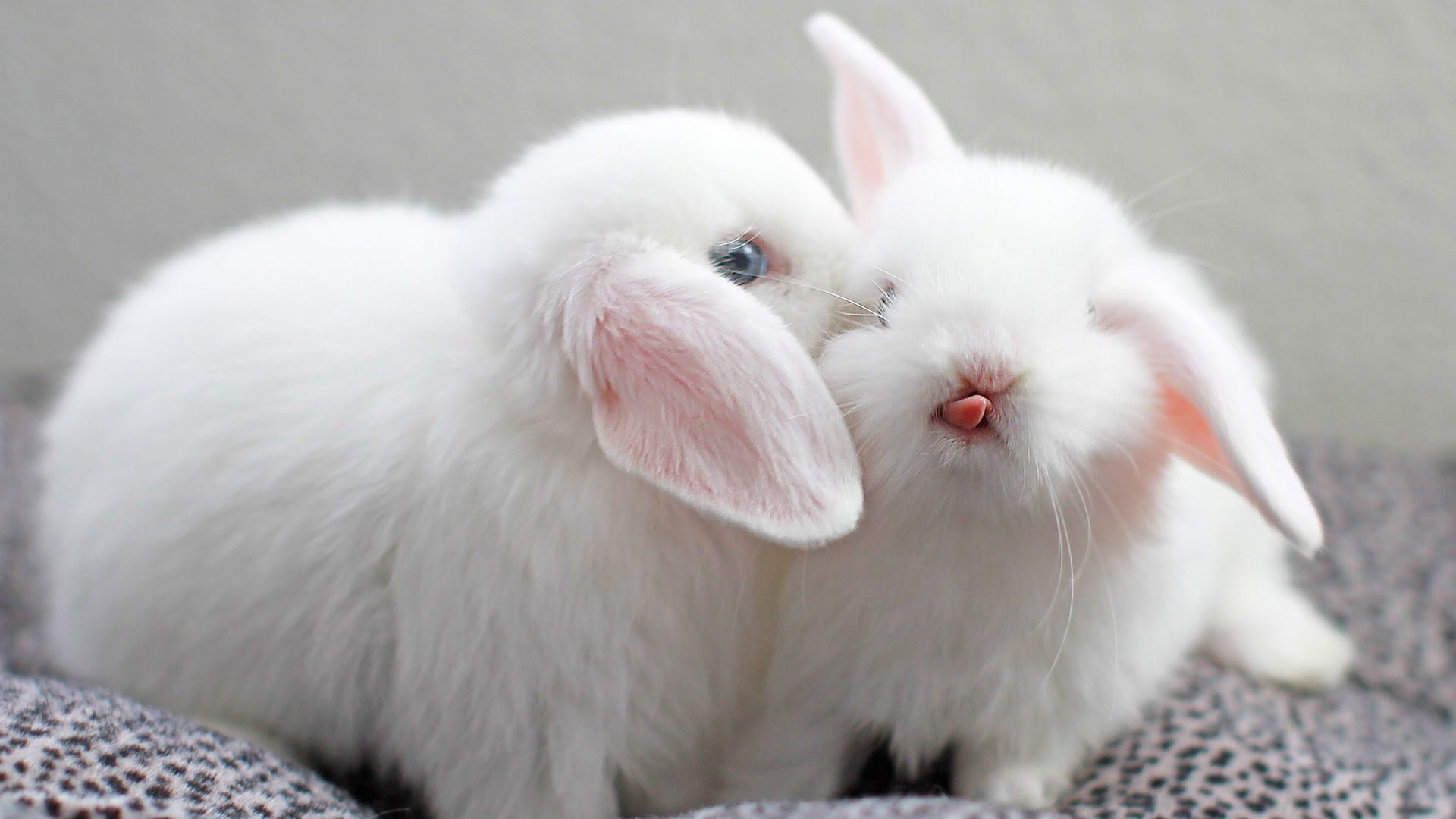 Hq Resolution Cute Bunny - Cute Rabbit Images Hd , HD Wallpaper & Backgrounds
