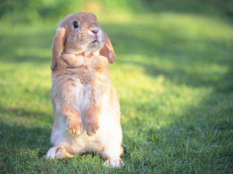 Cute Rabbit - Rabbit On Two Legs , HD Wallpaper & Backgrounds