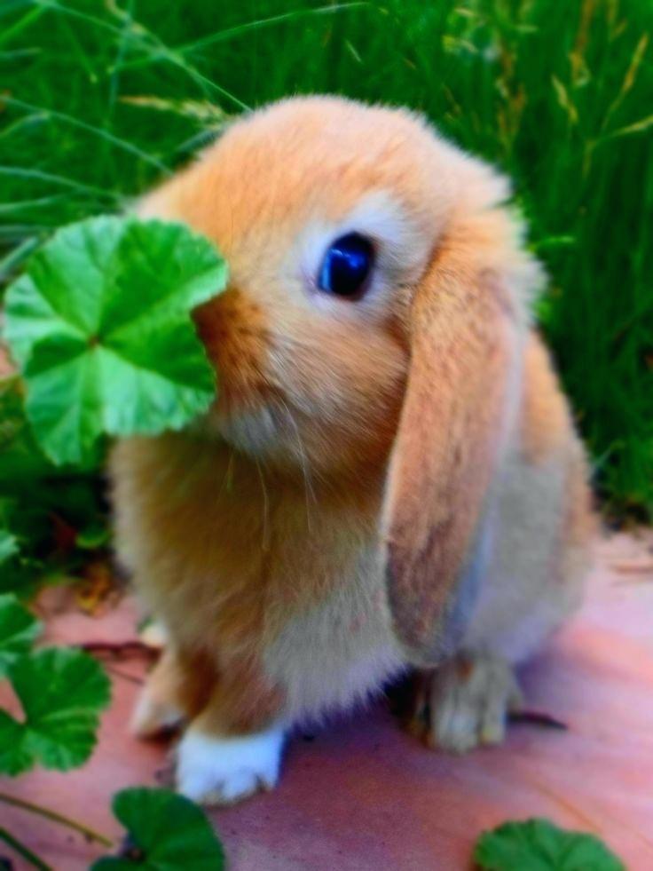 Pictures Of Baby Bunnies Chic Idea Best Ideas On Cute - Cute Pics Of Baby Bunnies , HD Wallpaper & Backgrounds