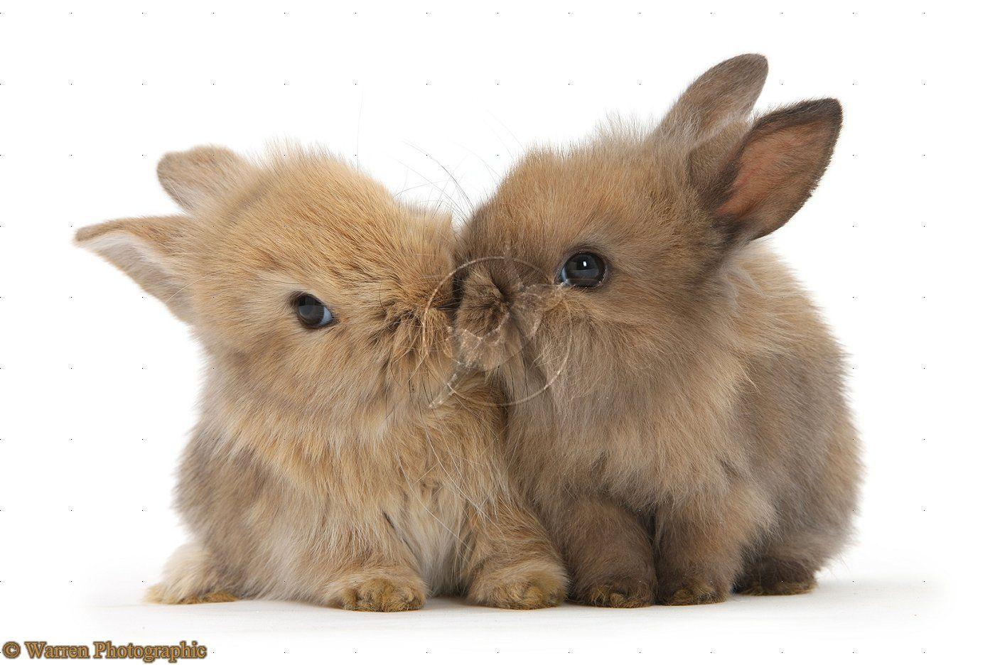 Featured image of post Baby Bunny Cute Bunny Wallpaper Iphone