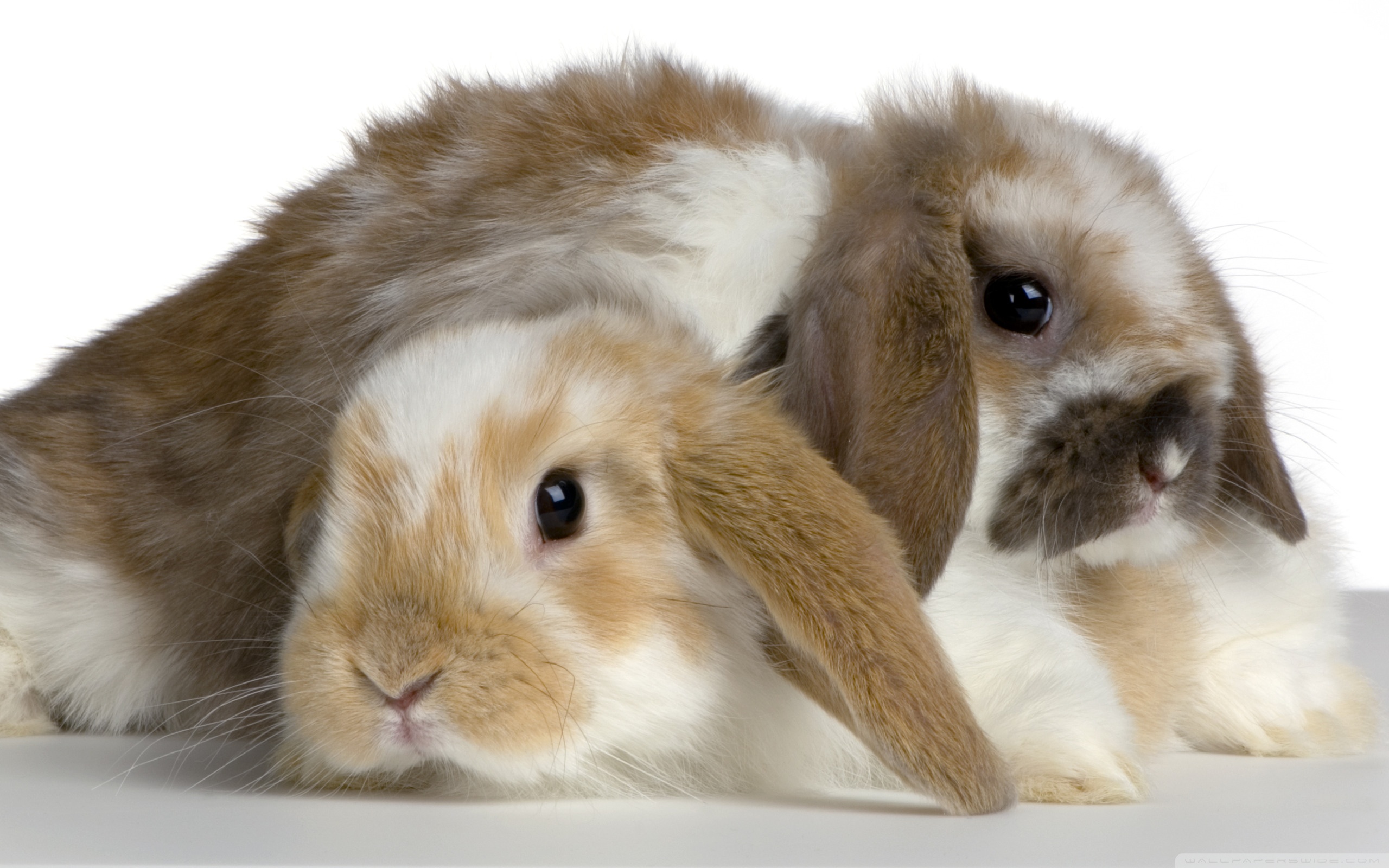 Related Wallpapers - Two Lop Eared Bunnies , HD Wallpaper & Backgrounds