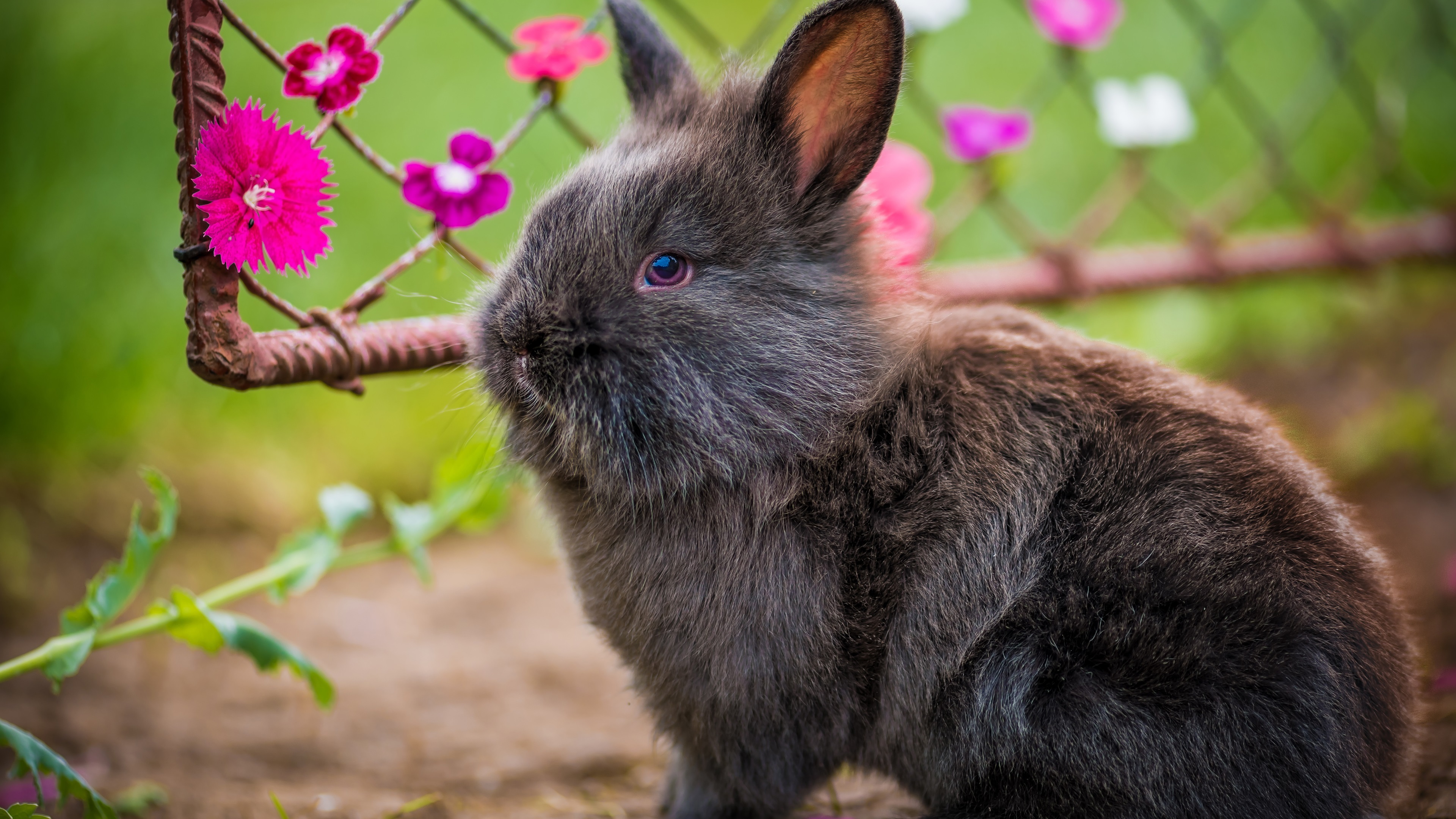 Download This Wallpaper - Black Rabbits Animals , HD Wallpaper & Backgrounds