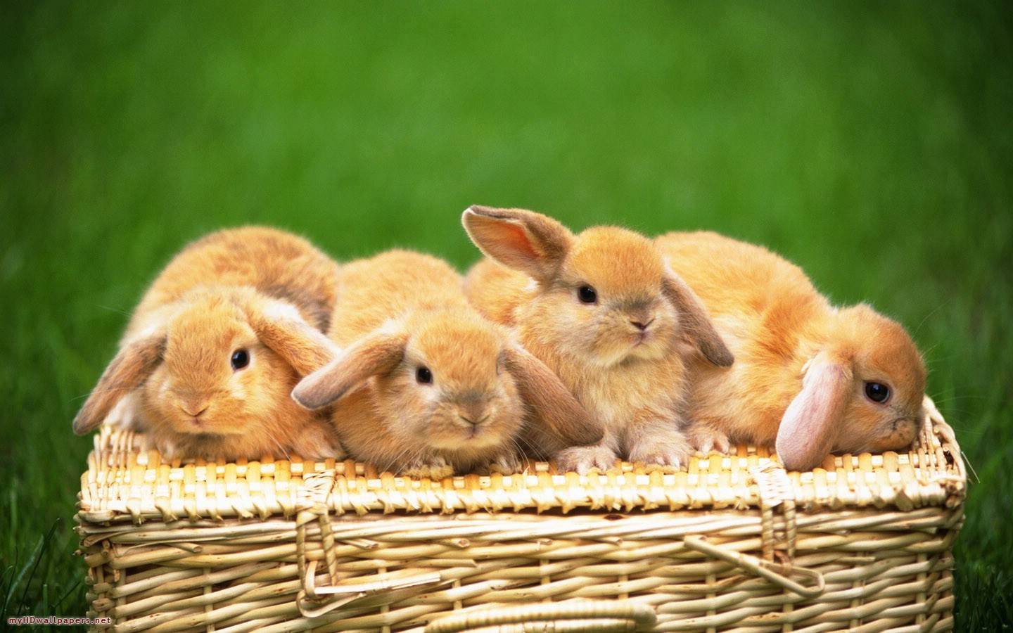 Beautiful Rabbits Wallpapers For Desktop Free Download - Lots Of Cute Bunnies , HD Wallpaper & Backgrounds