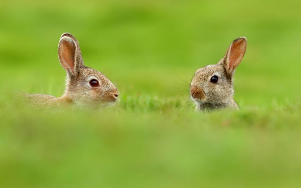Two Cute Rabbits In Grass Wallpaper - Two Rabbits , HD Wallpaper & Backgrounds