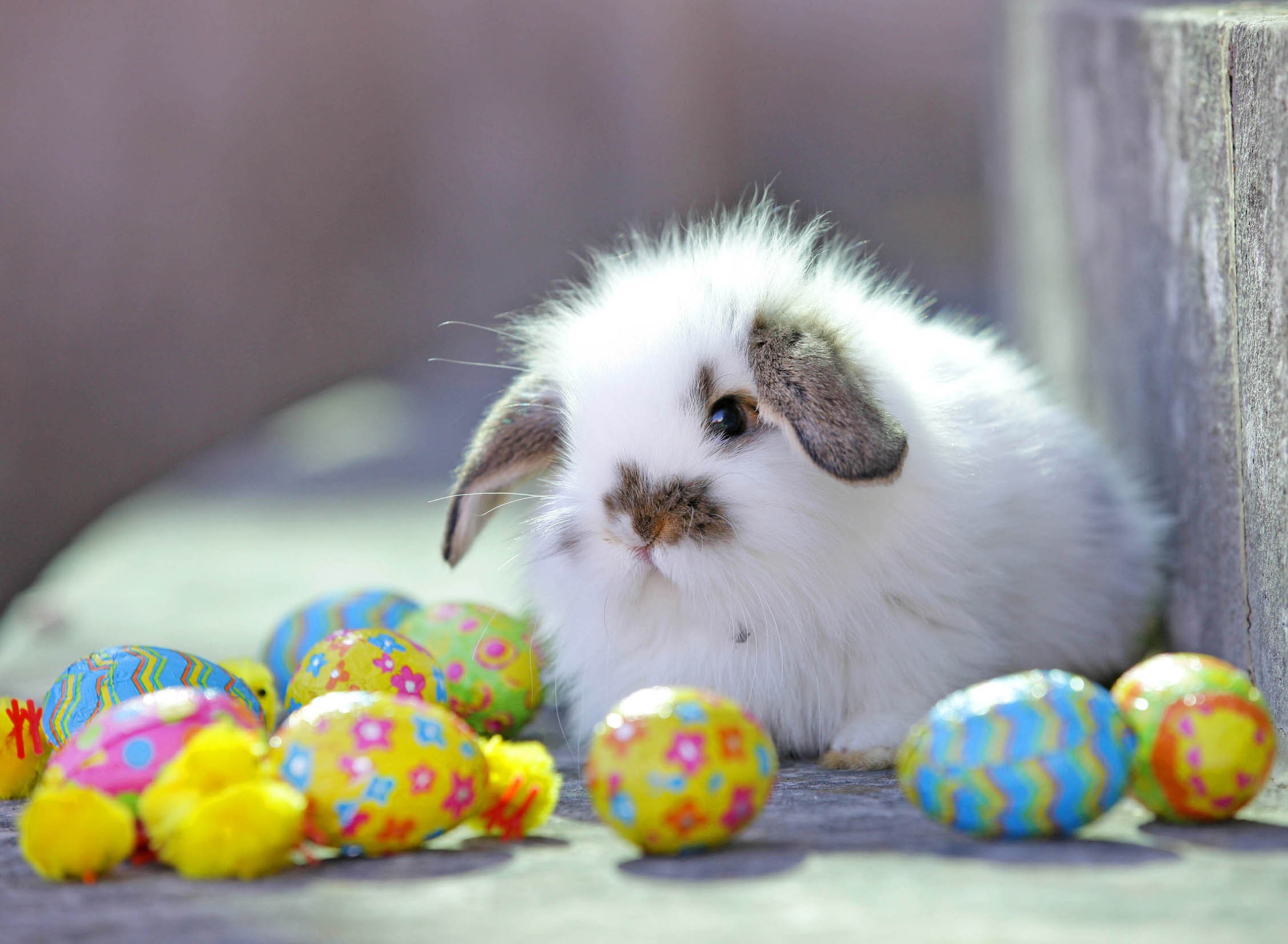 Forever Easter Love Bunny Colorful Rodents Adorable - Adorable Easter , HD Wallpaper & Backgrounds