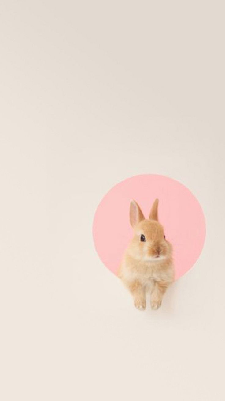 Rabbit - Милые Заставки На Телефон , HD Wallpaper & Backgrounds