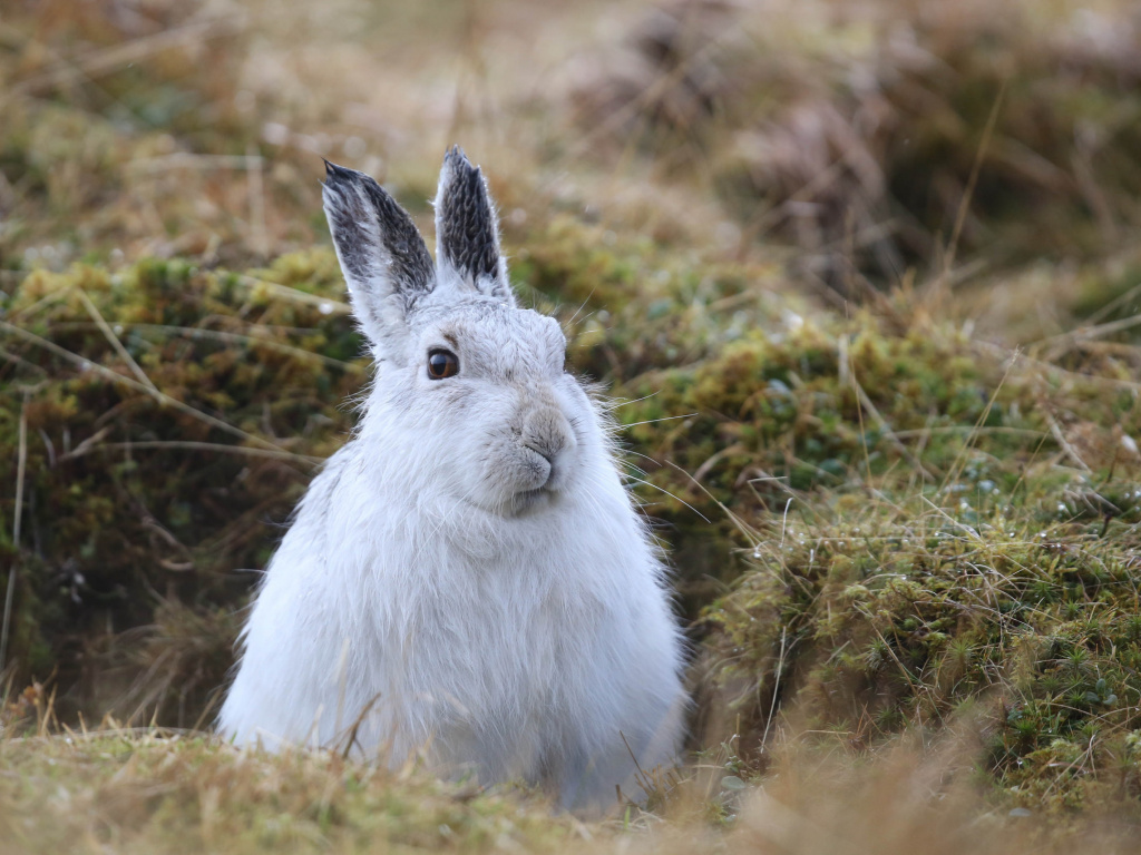 Wallpaper Cute Rabbit Animals - Hare , HD Wallpaper & Backgrounds