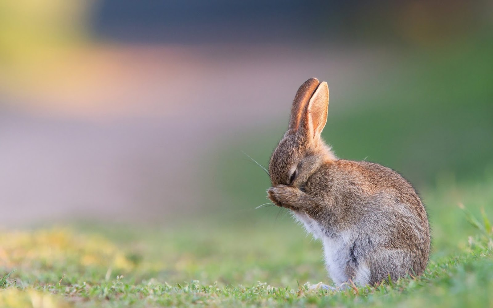 Cute - Cute Rabbit Hd Wallpapers 1080p , HD Wallpaper & Backgrounds