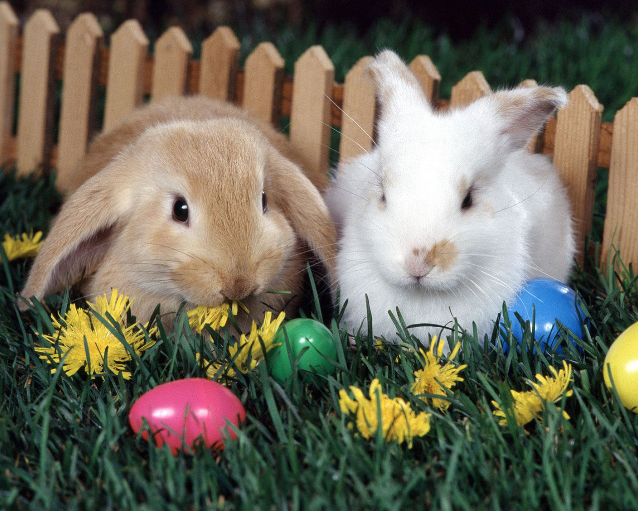 2 Rabbits - Cute Easter Bunny With Eggs , HD Wallpaper & Backgrounds