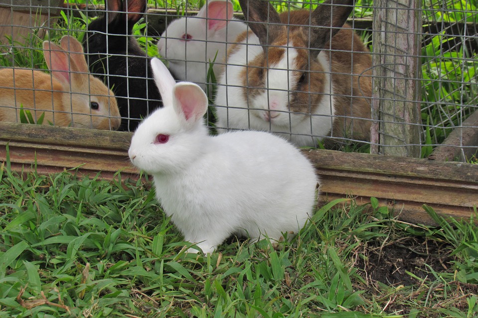 Bunny Rabbits Images Cute Bunny Wallpaper And Background - White Rabbit Cute , HD Wallpaper & Backgrounds