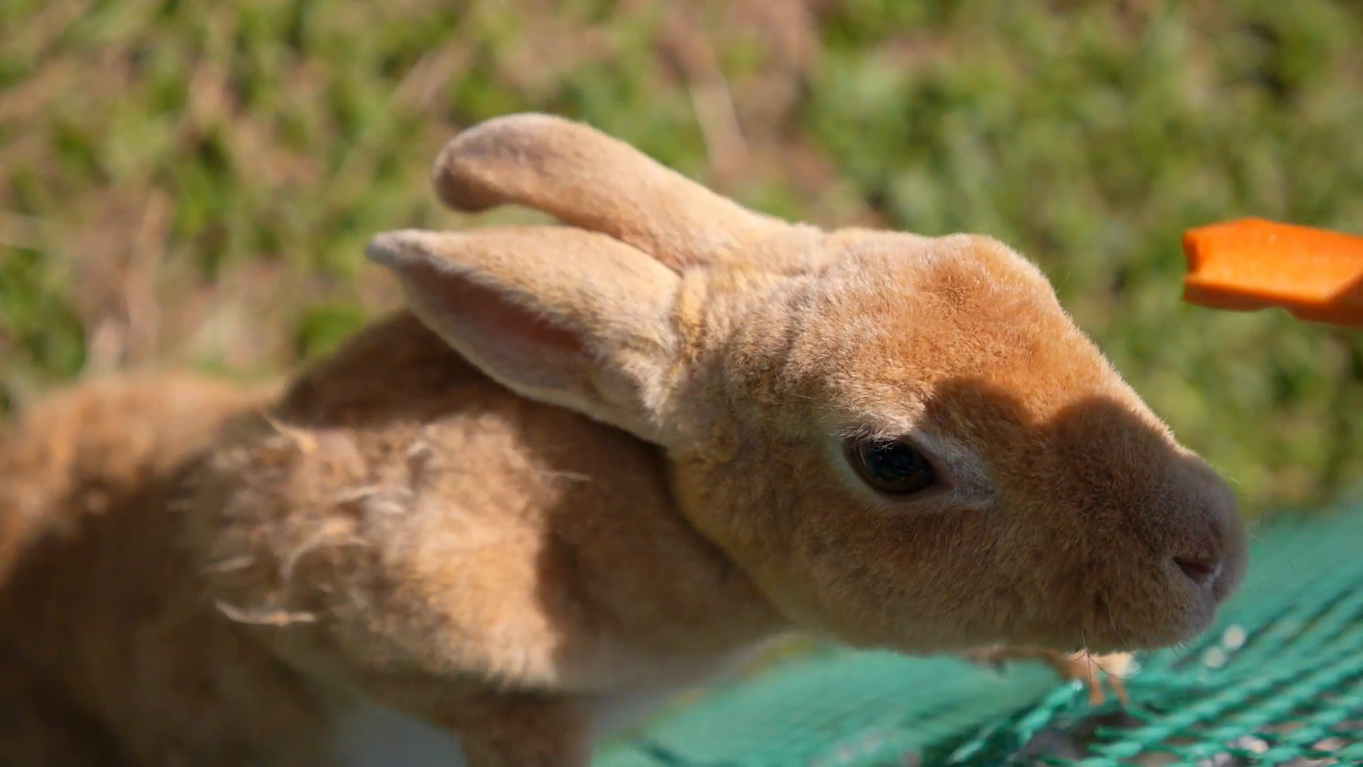 Feeding Lovely Rabbit Close Up - Domestic Rabbit , HD Wallpaper & Backgrounds