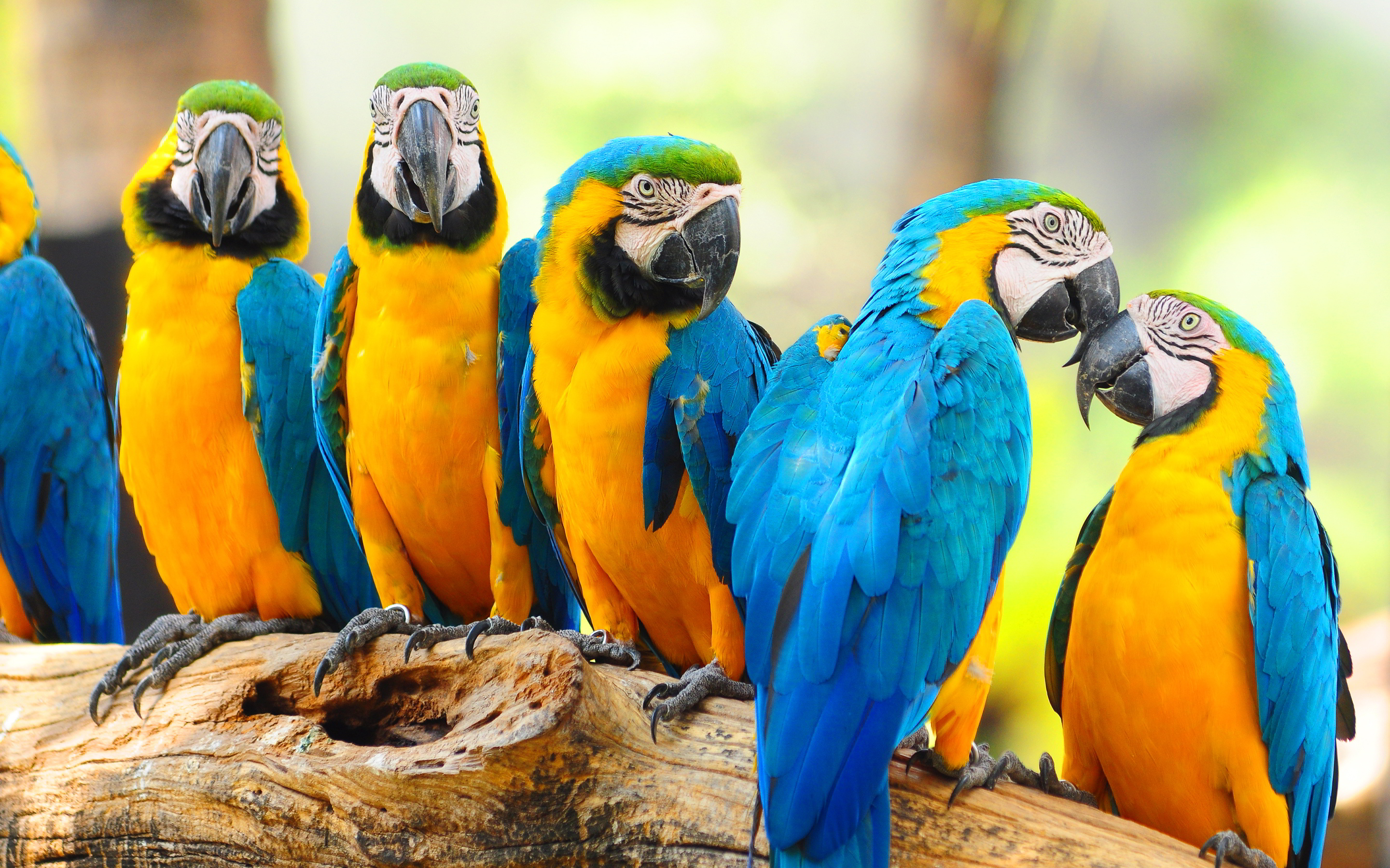 Lovely Macaw Parrots - Parrot Lovely , HD Wallpaper & Backgrounds