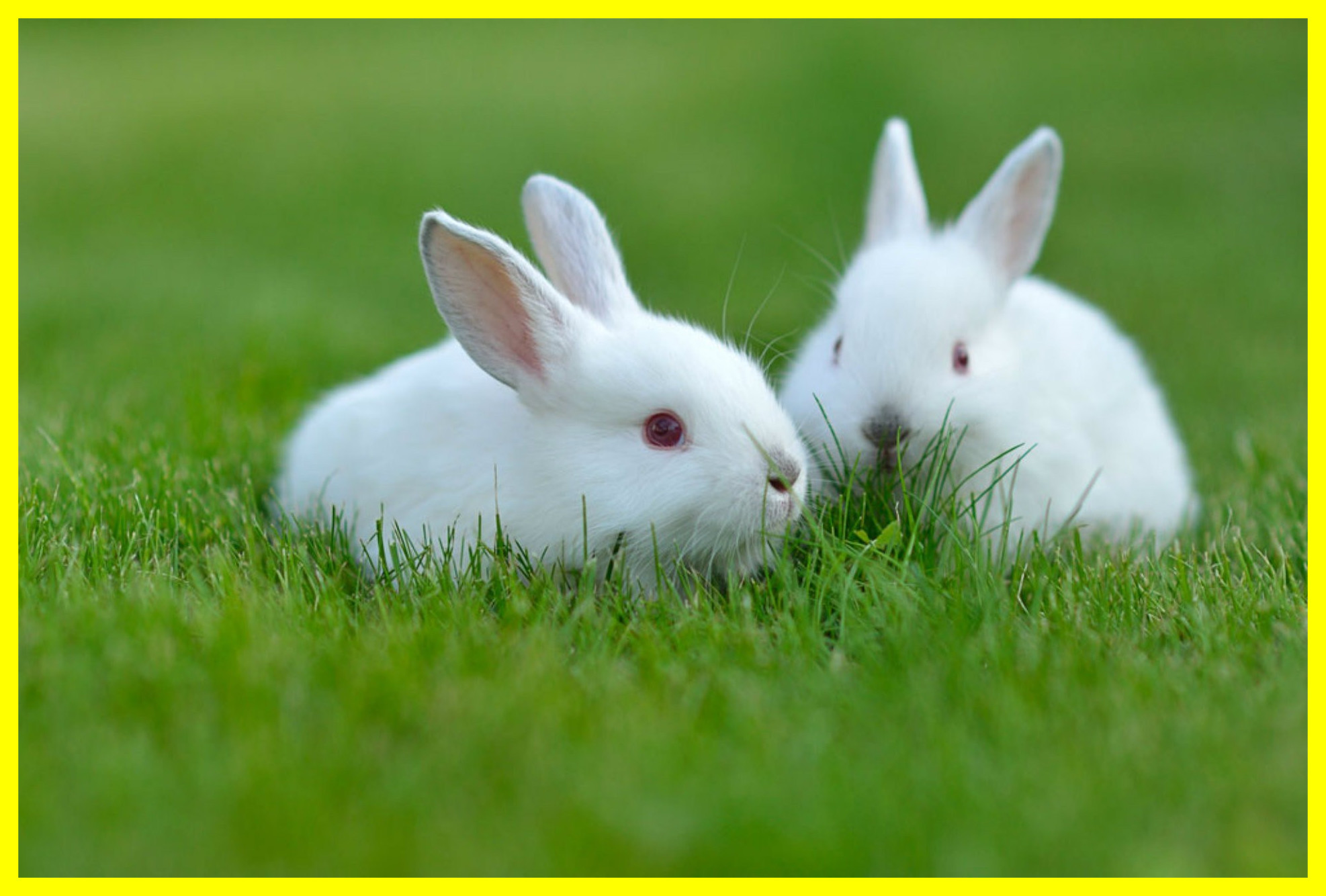 White Rabbit , HD Wallpaper & Backgrounds