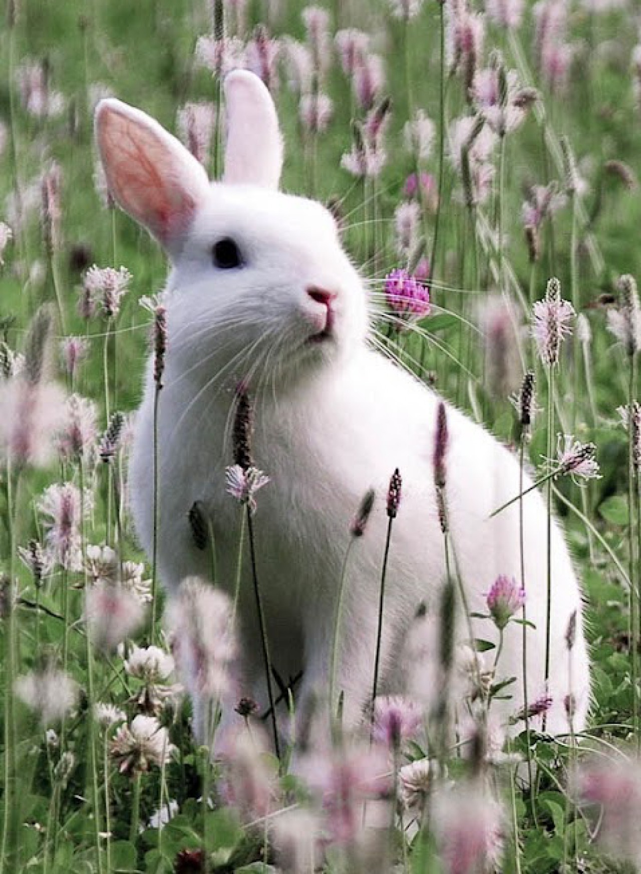 'cropped White Rabbit Cute Hd Wallpaper 28 For Desktop - Pinch Punch 1st March , HD Wallpaper & Backgrounds