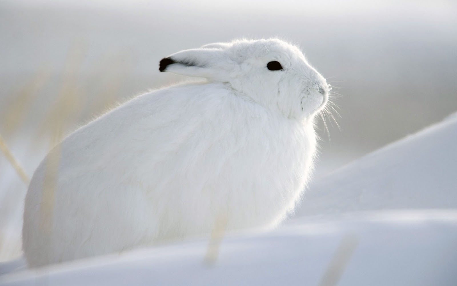 White Rabbit In Snow , HD Wallpaper & Backgrounds