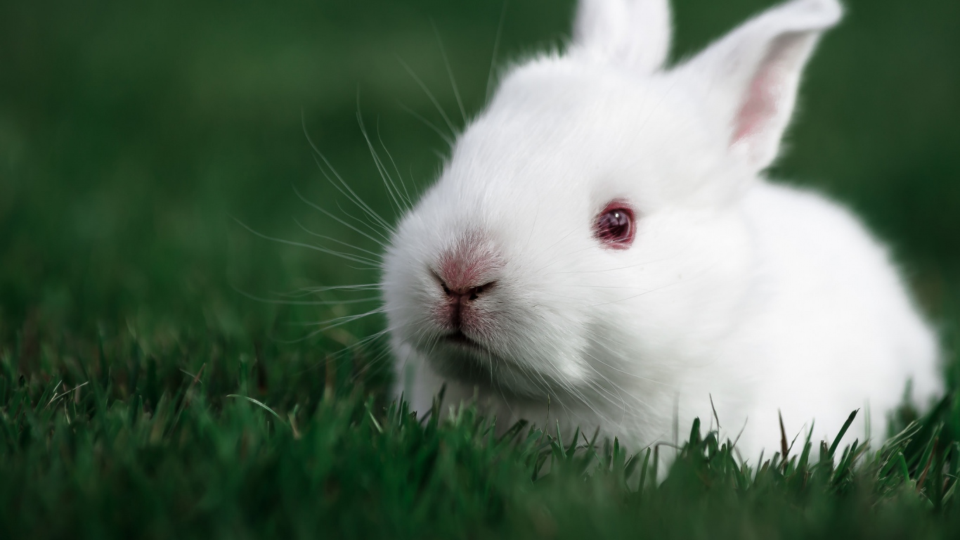 Hd Background White Rabbit Face Green Grass Animal - Rabbit Background Full Hd , HD Wallpaper & Backgrounds