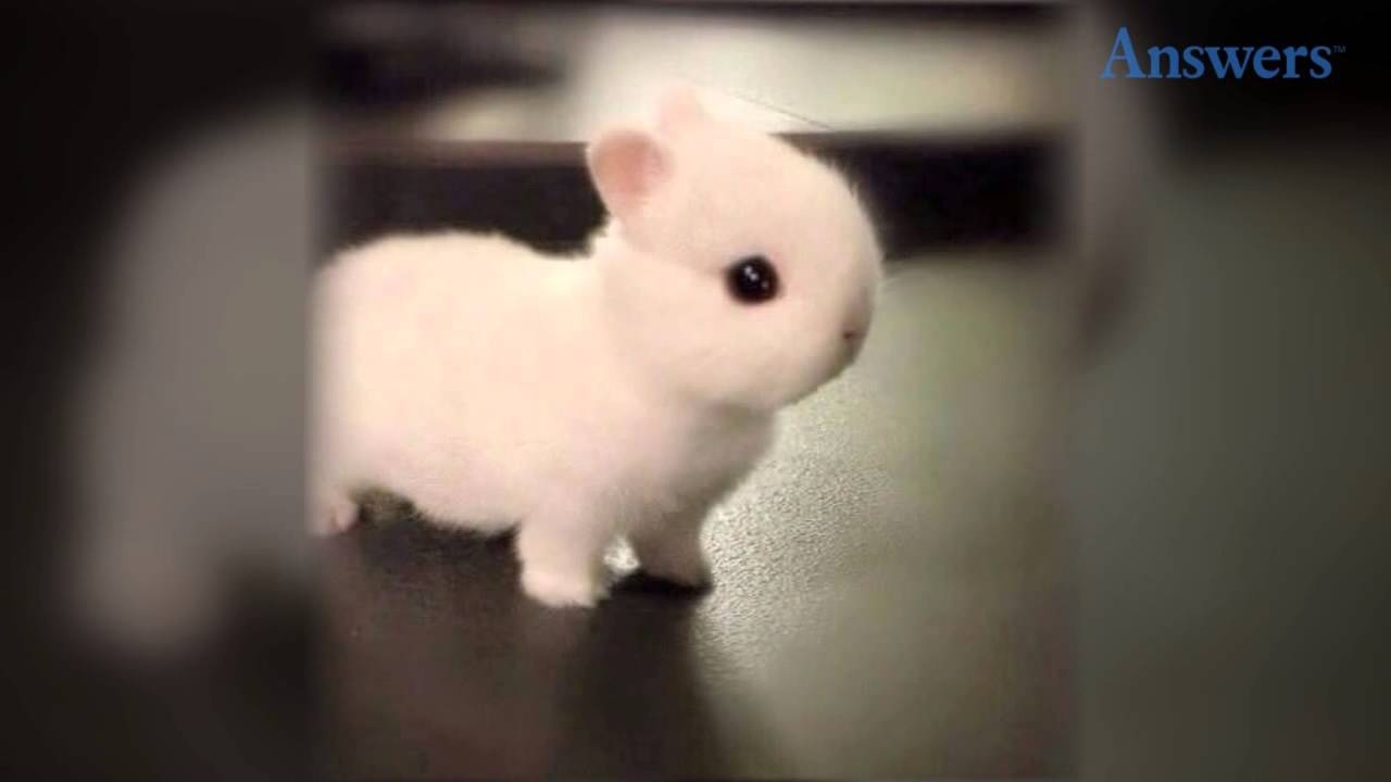 Download 10 Most Popular Cute Baby Bunny Images Full Hd 1920×1080 Worlds Cutest Animal Baby On