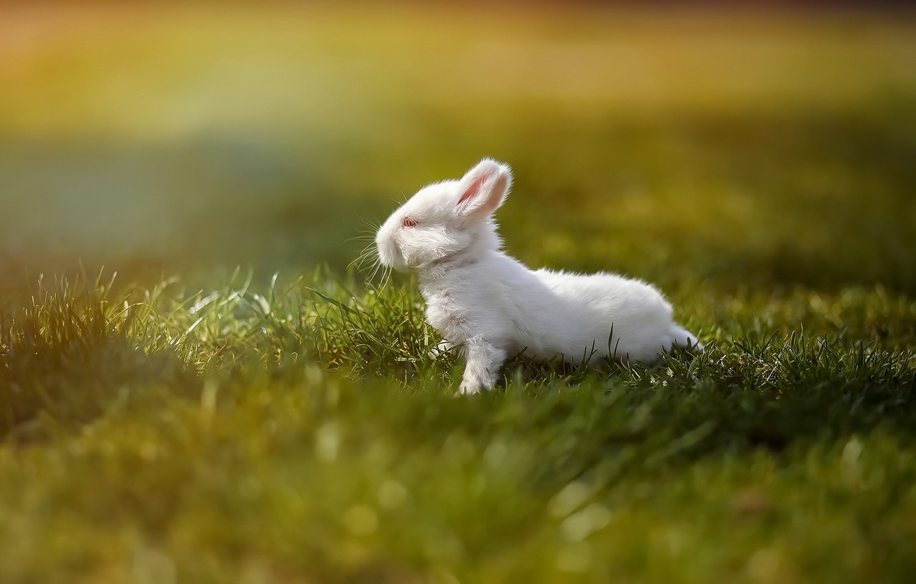 Photo Wallpaper White, Summer, Grass, Nature, Background, - Domestic Rabbit , HD Wallpaper & Backgrounds