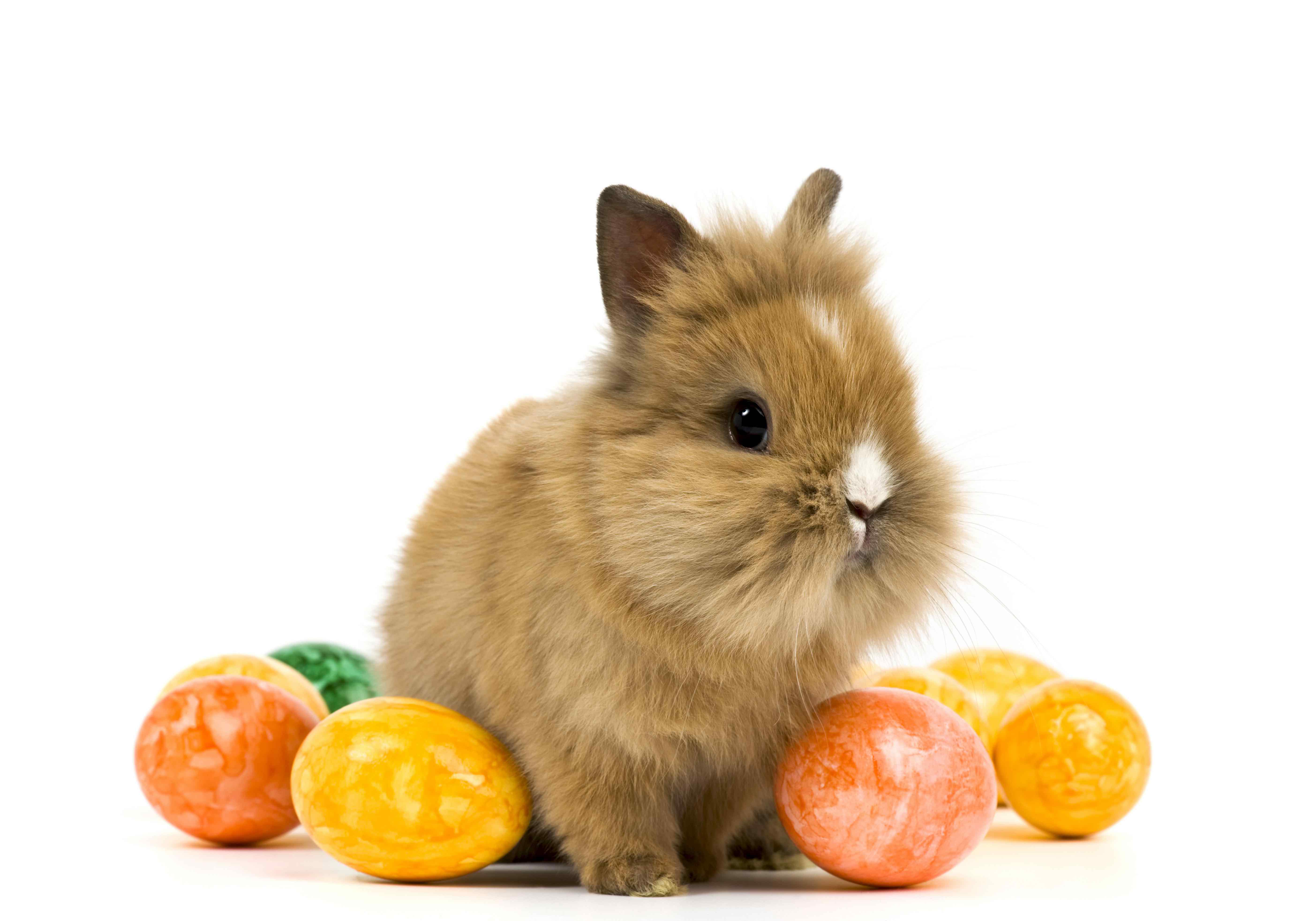 Rabbit With Easter Eggs , HD Wallpaper & Backgrounds