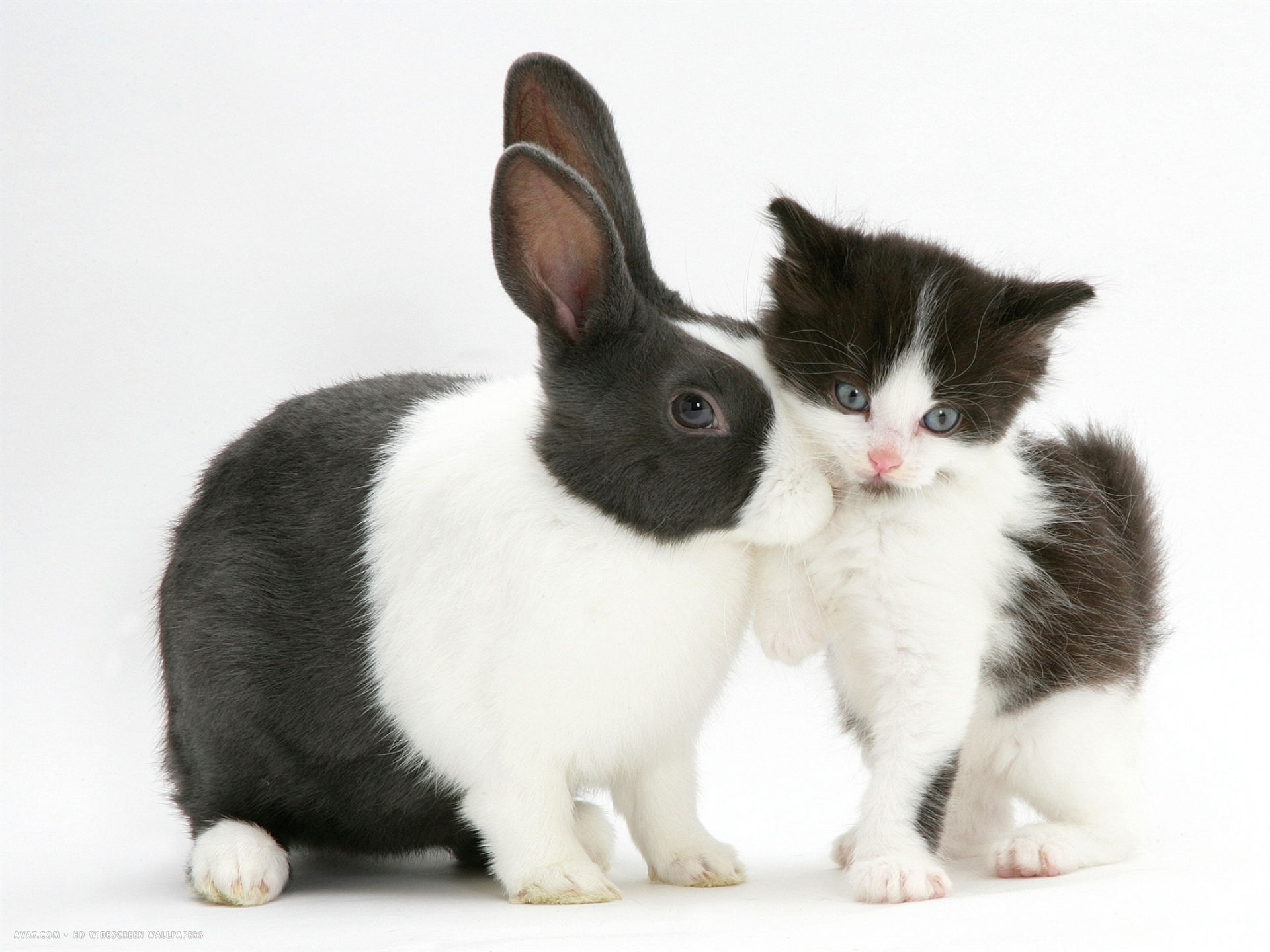 Обнинская с зайчиком. Кот и кролик. Кролик и кошка. Кролик черно белый. Зайчик и котик.
