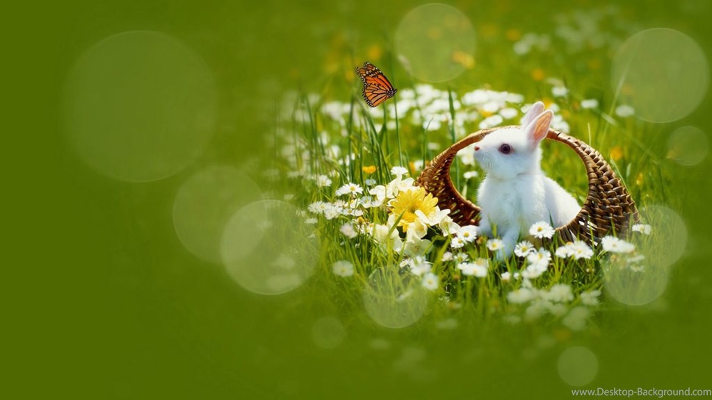 Curious Little Rabbit Wallpaper, Hd Desktop Wallpapers - Rabbit , HD Wallpaper & Backgrounds