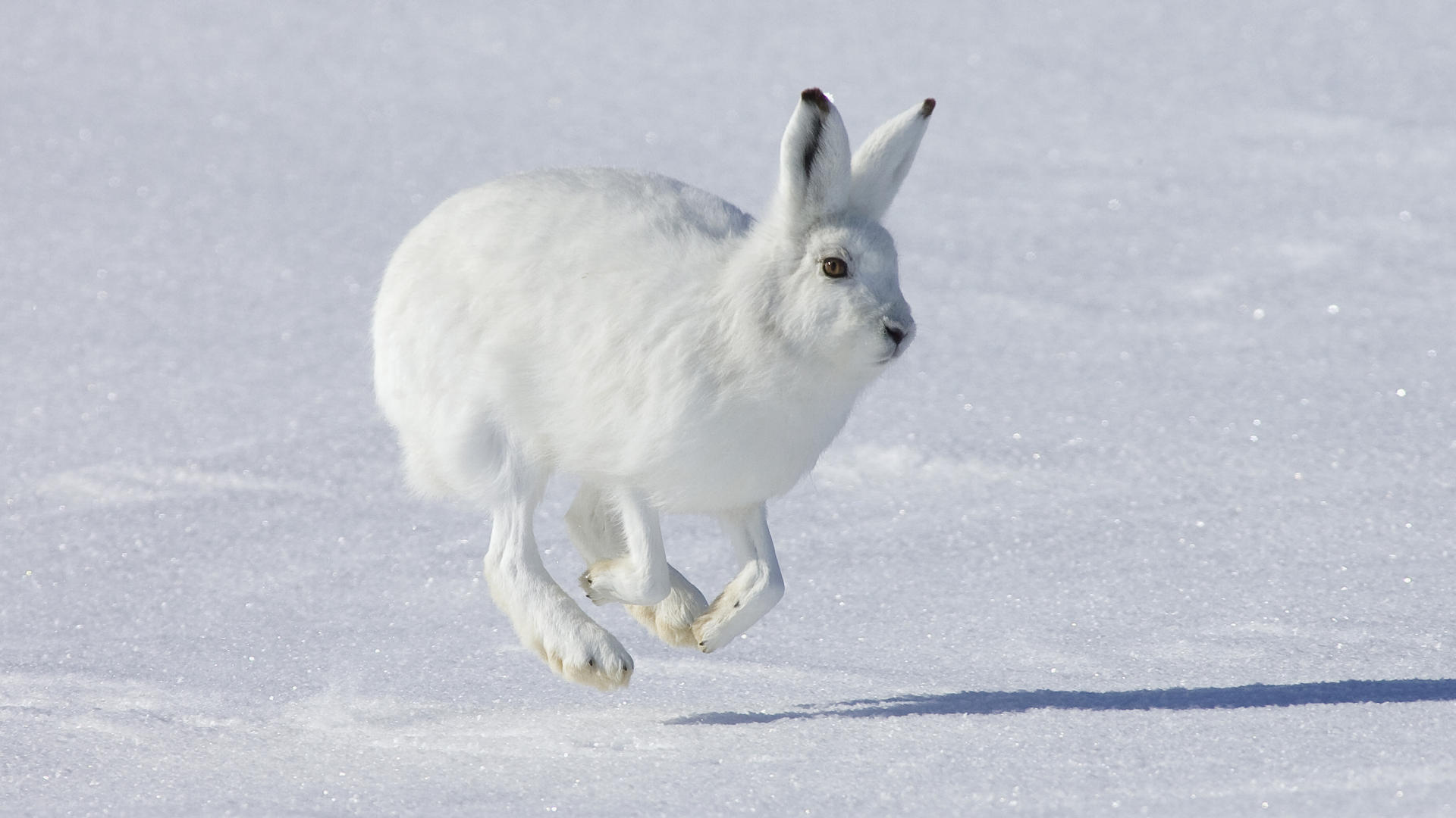 Animals White Rabbit Snow - Arctic Hare Hd , HD Wallpaper & Backgrounds