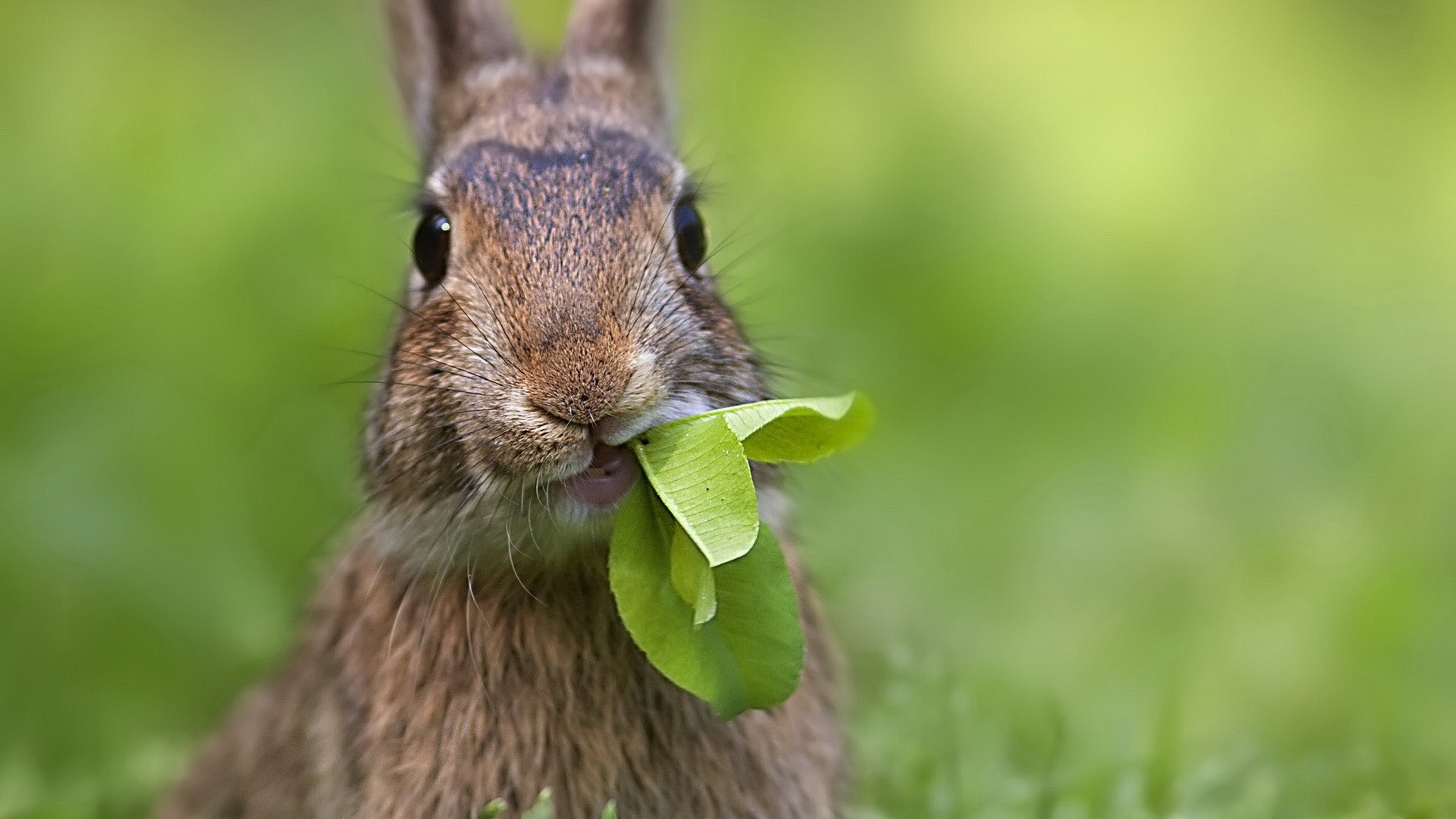 Rabbit Wallpaper Hd - Rabbit 4k , HD Wallpaper & Backgrounds