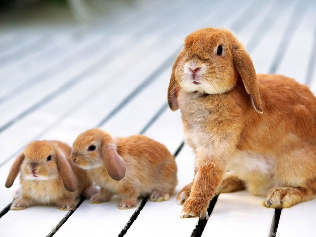 Rabbit With Baby Rabbits , HD Wallpaper & Backgrounds