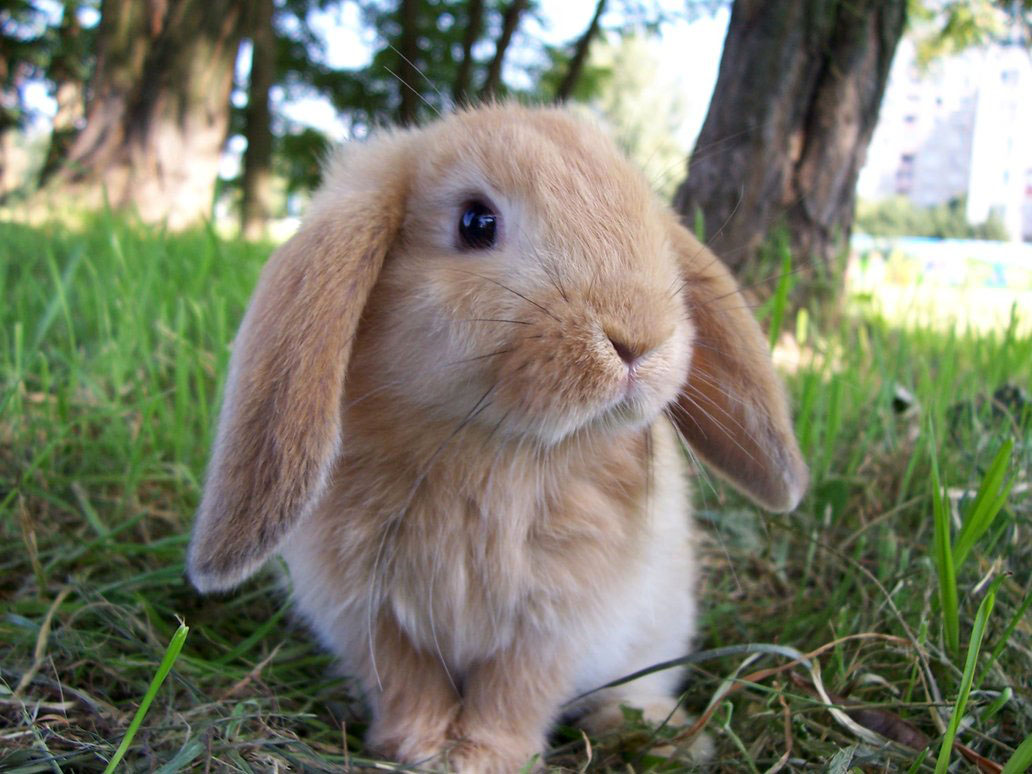 Download Cute Baby Bunny Wallpaper Animals - Cute Baby Bunny Rabbits , HD Wallpaper & Backgrounds