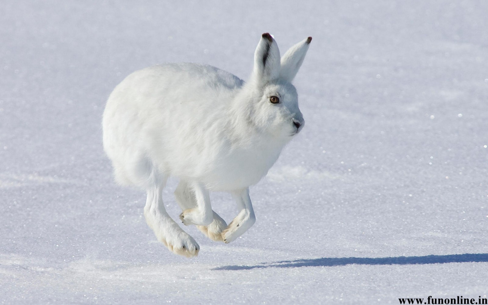Rabbit Wallpapers, Download Free Cute Baby Rabbits - Animals In Snowy Region , HD Wallpaper & Backgrounds